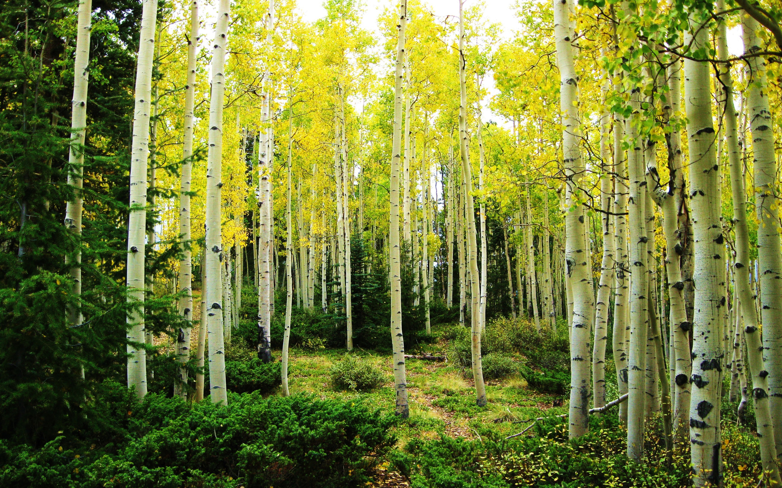 Birch forest. Березовый лес Шильдер. Осиновый лес Брянск. Березово-лиственничный лес. Березовая роща панорама.