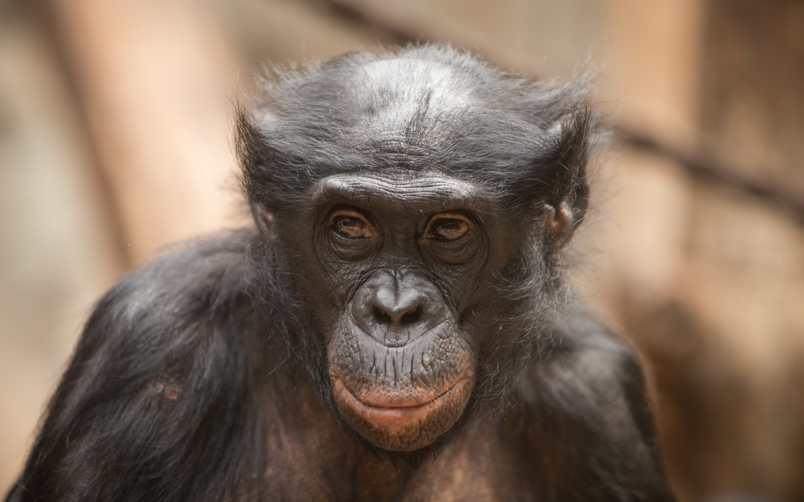 Смешное шимпанзе. Бонобо обезьяна. Смешные обезьяны. Морда обезьяны. Смешная морда.