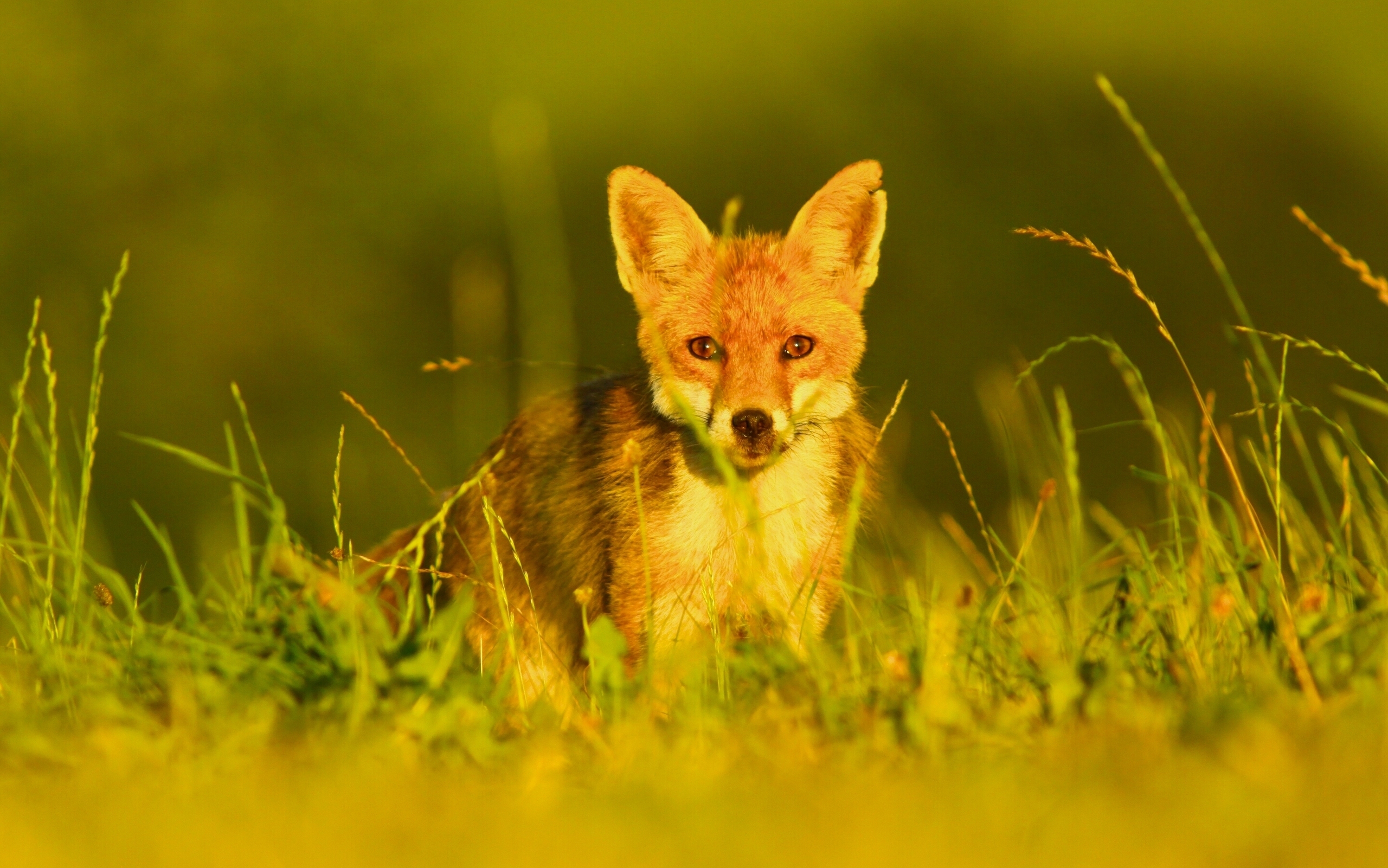 Fox redhead