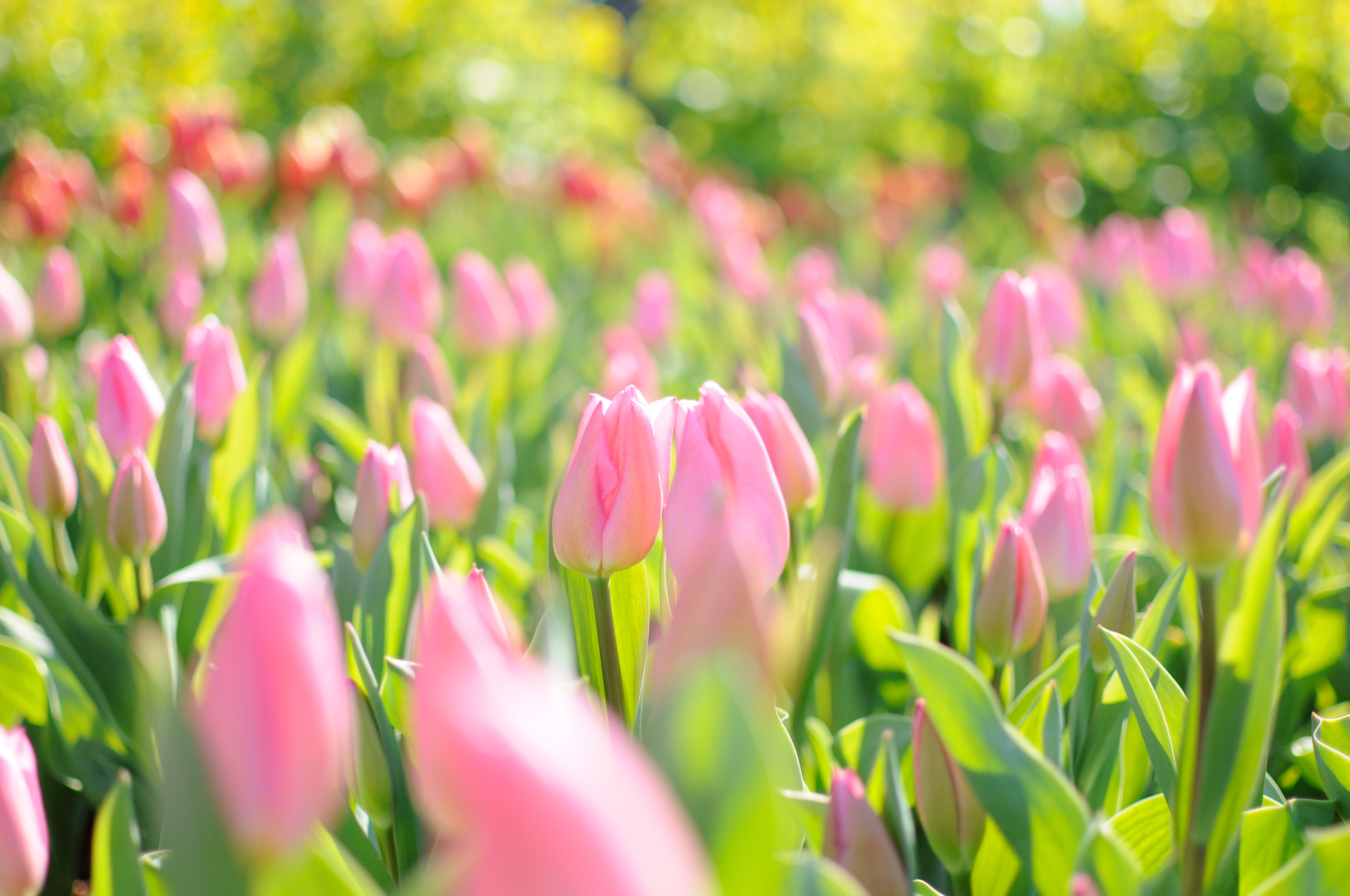 Картинки на заставку весенние цветы. Красивые весенние цветы. Весенние тюльпаны. Розовые тюльпаны.