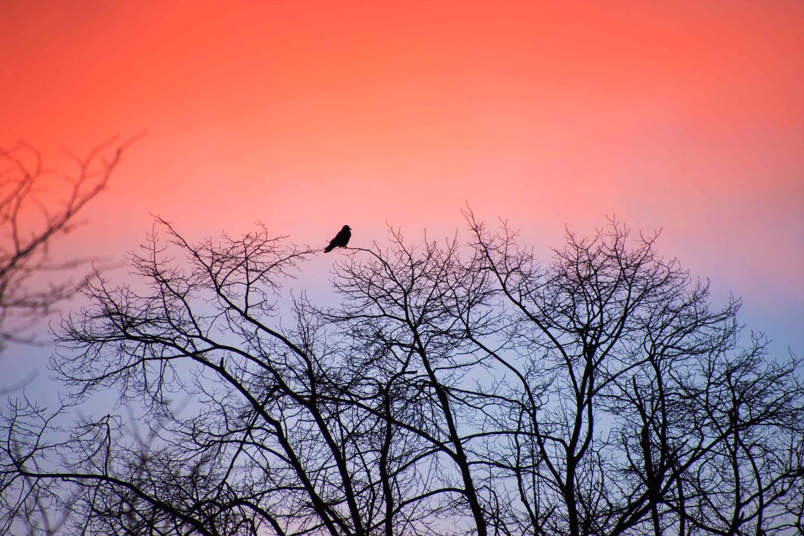 Птицы на верхушках деревьев. Птицы в далеке. Птица над деревом. Птицы в небе.