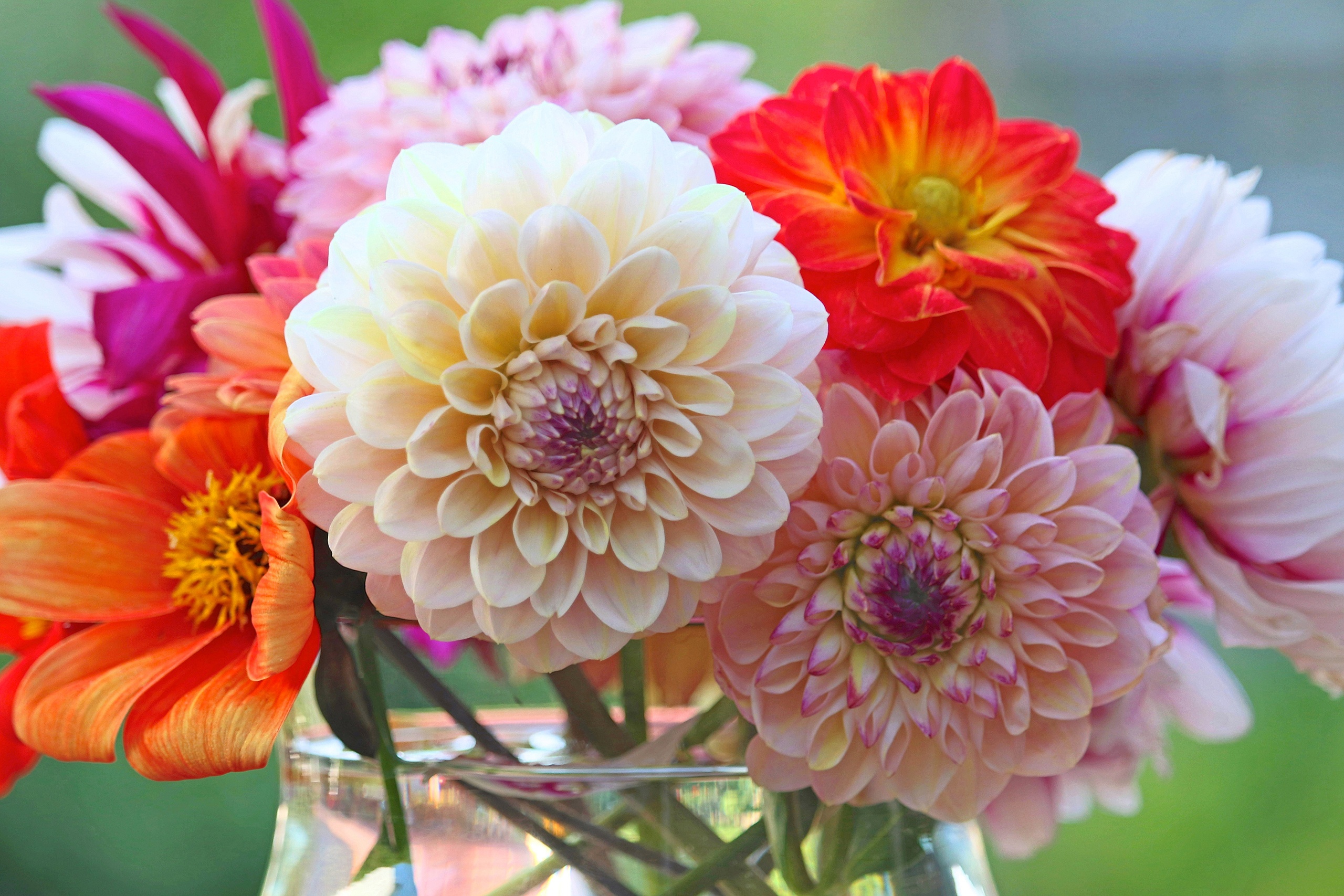 букет цветов георгины. букет цветов георгины. георгины букет. букет цветов георгины. букет цветов георгины.