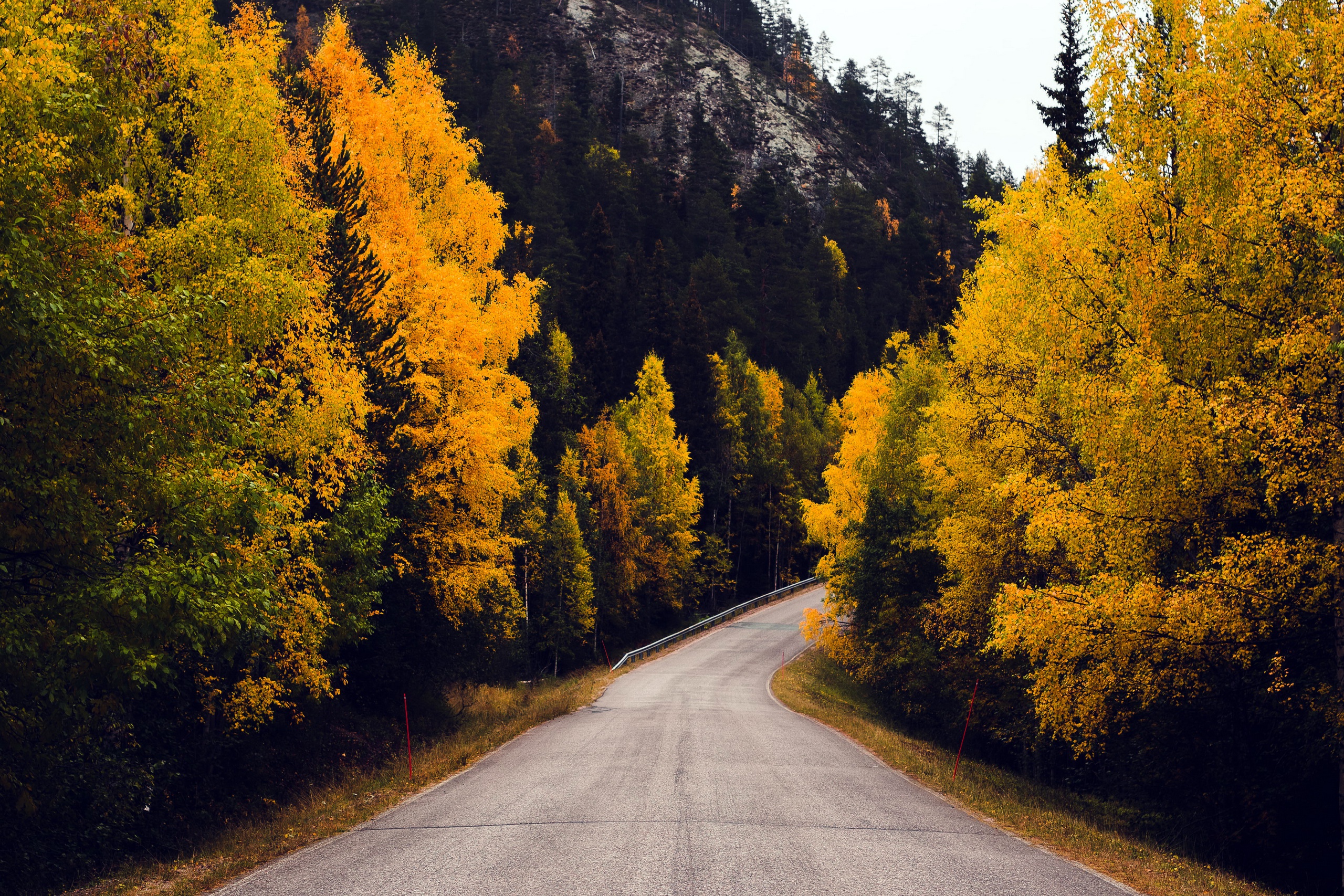 Осенняя дорога домой. Осенняя дорога. Дорога в осень. Осенний лес. Осень лес дорога.
