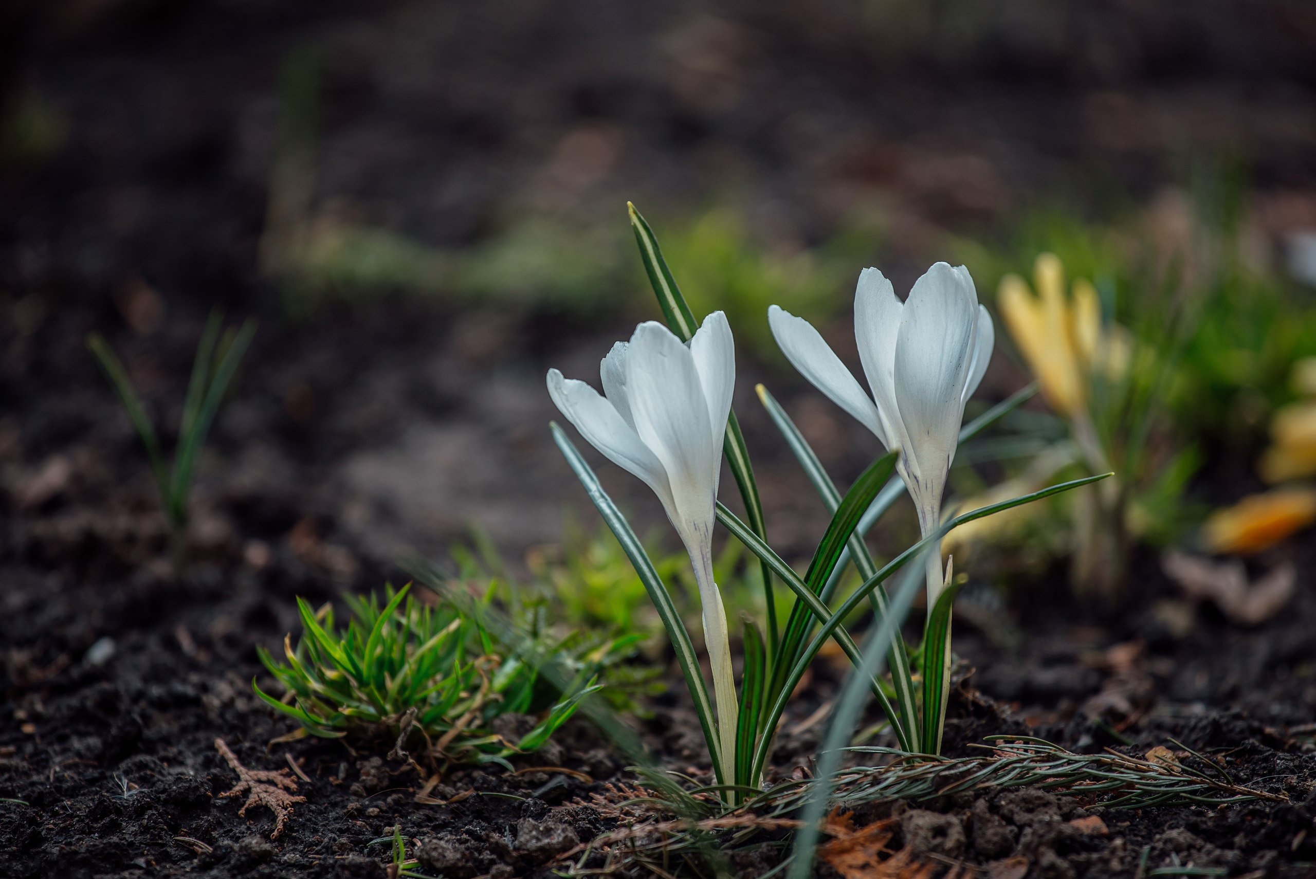 Белые цветы ранней весной. Пролеска Крокус Галантус. Подснежник ризейский. Первоцветы (подснежники, крокусы, гиацинты).. Первоцвет Крокус белый.