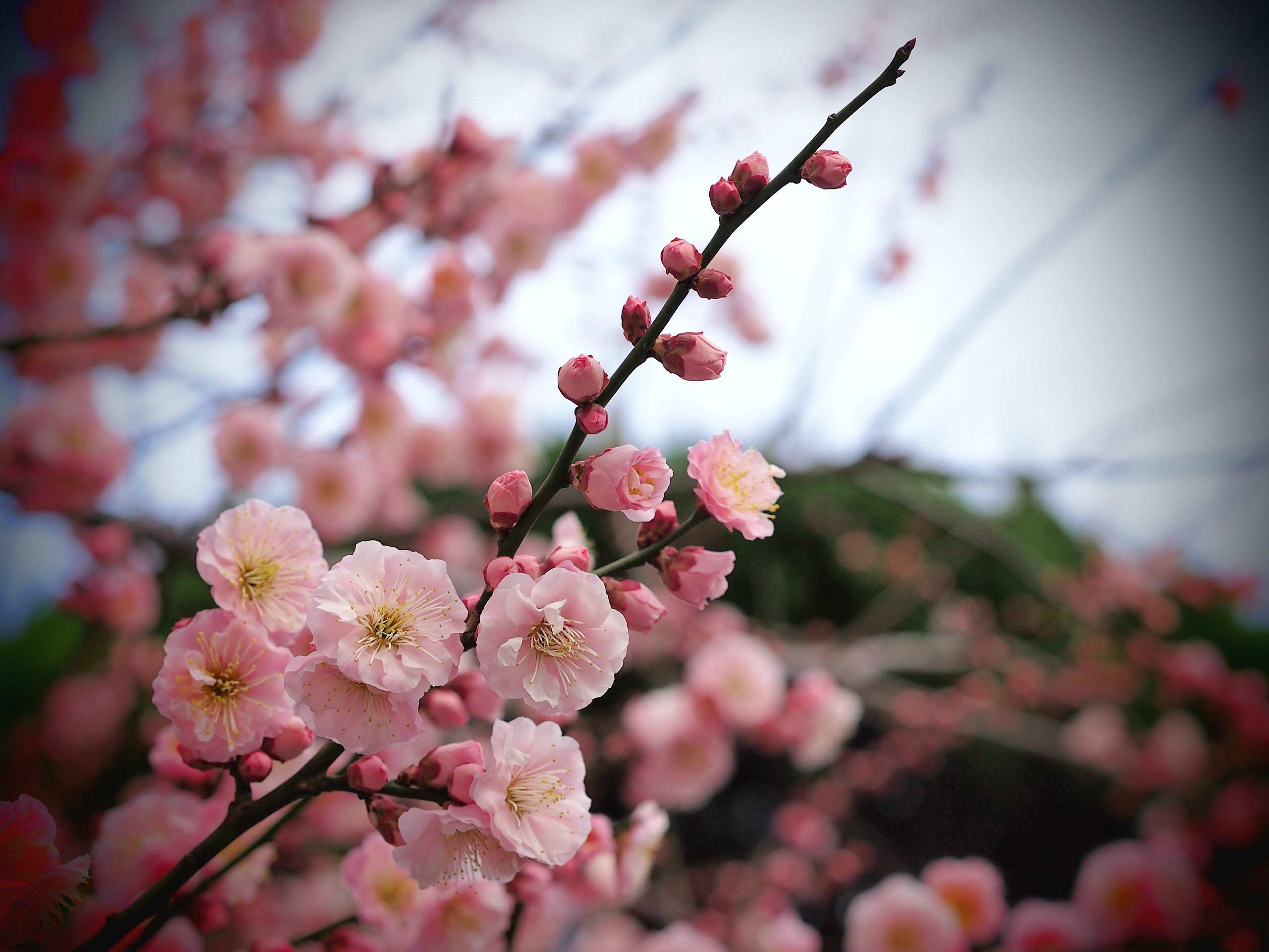 Очень красиво цветет. Макроцветы Сакура. Сакура абрикос. Цветение Сакуры бутоны. Абрикосовое дерево Сакура.