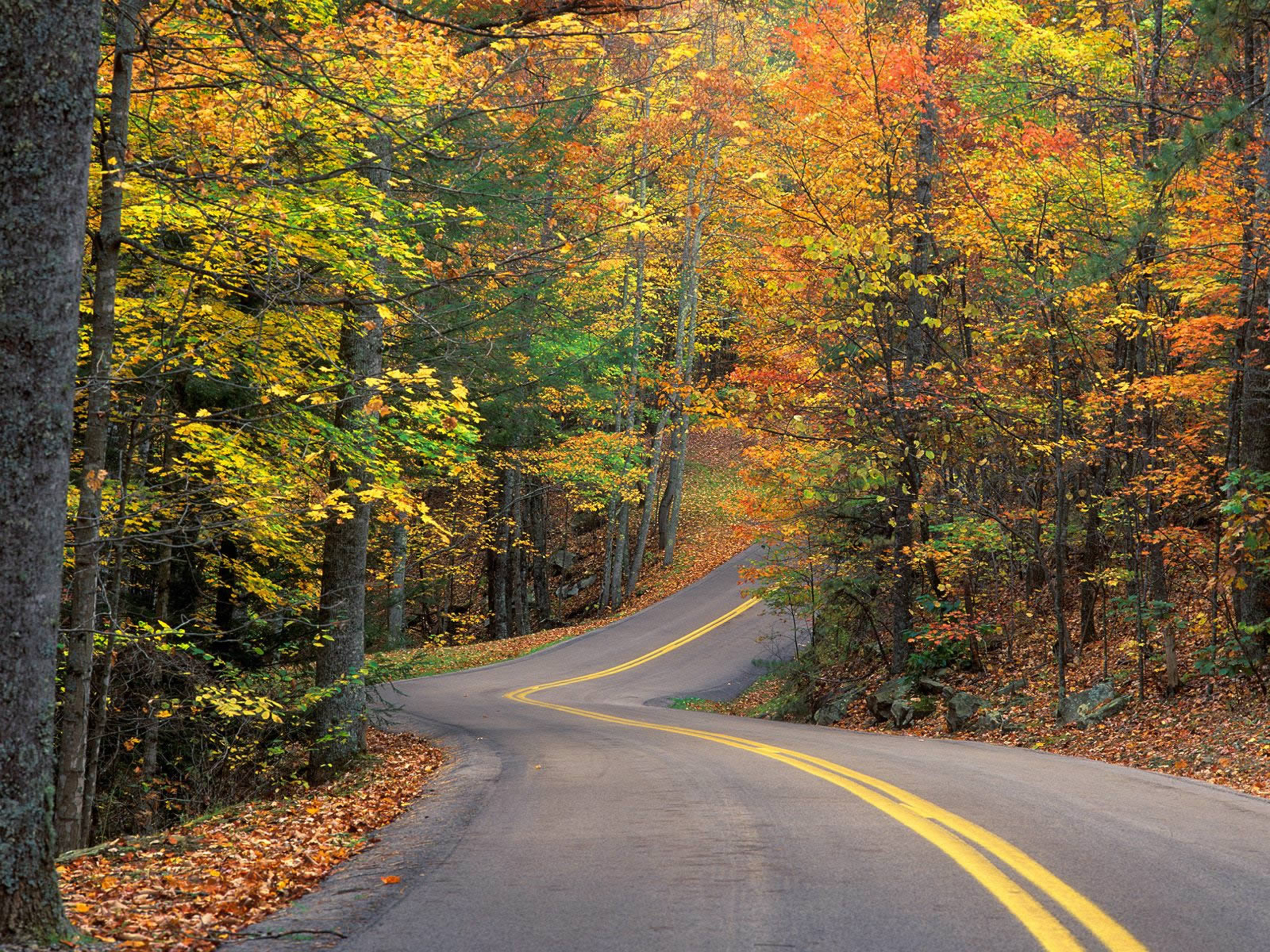 Дорога в красивом лесу. Дорога в лесу. Осенняя дорога. Осенняя дорога в лесу. Дорога в осень.