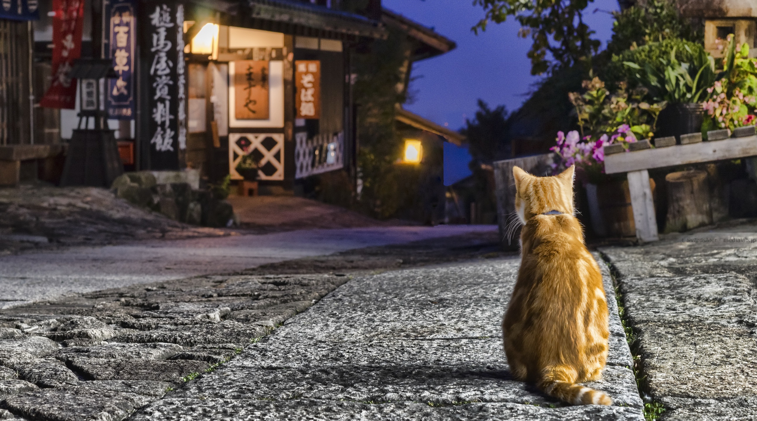 Кот на улице. Коты на улице. Кошечка на улице. Коты на улицах Японии. Коты на улицах Кореи.