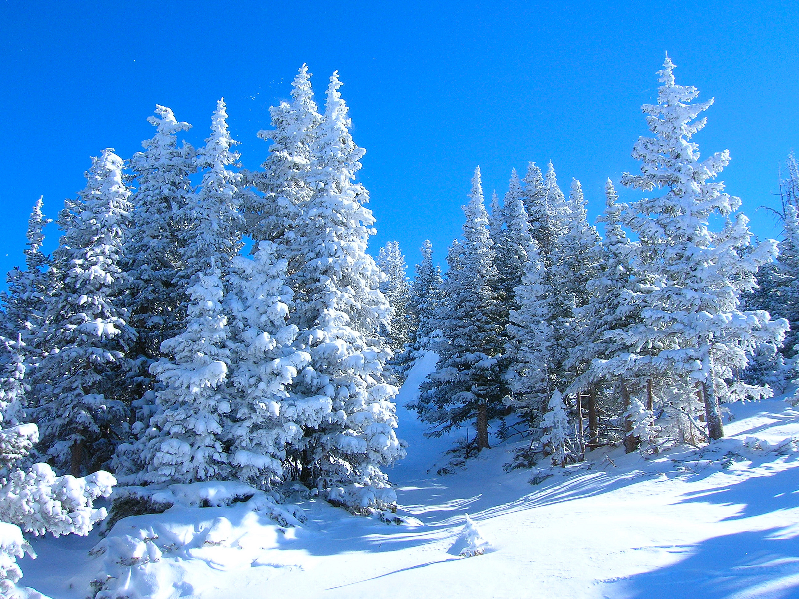 Winter forest. Зимний лес. Зимой в лесу. Красивый зимний лес. Сказочный зимний лес.