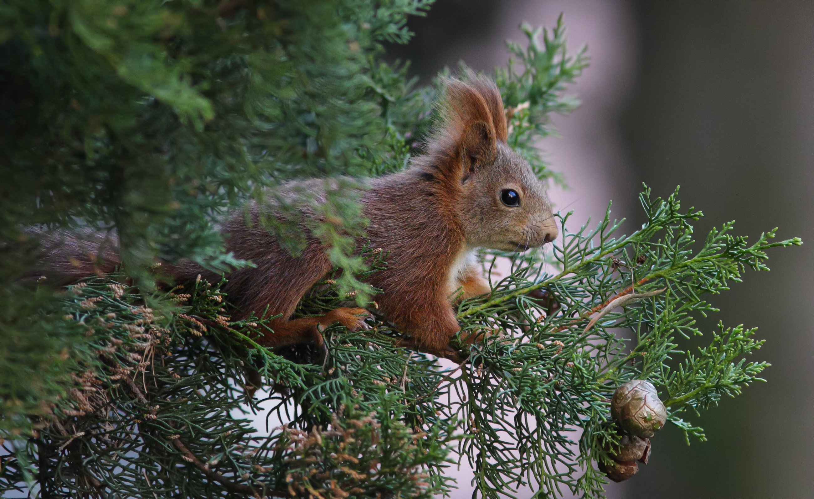 хвойные грызуны. звери в лесу. белка на ветке. шишка елки. жители леса.