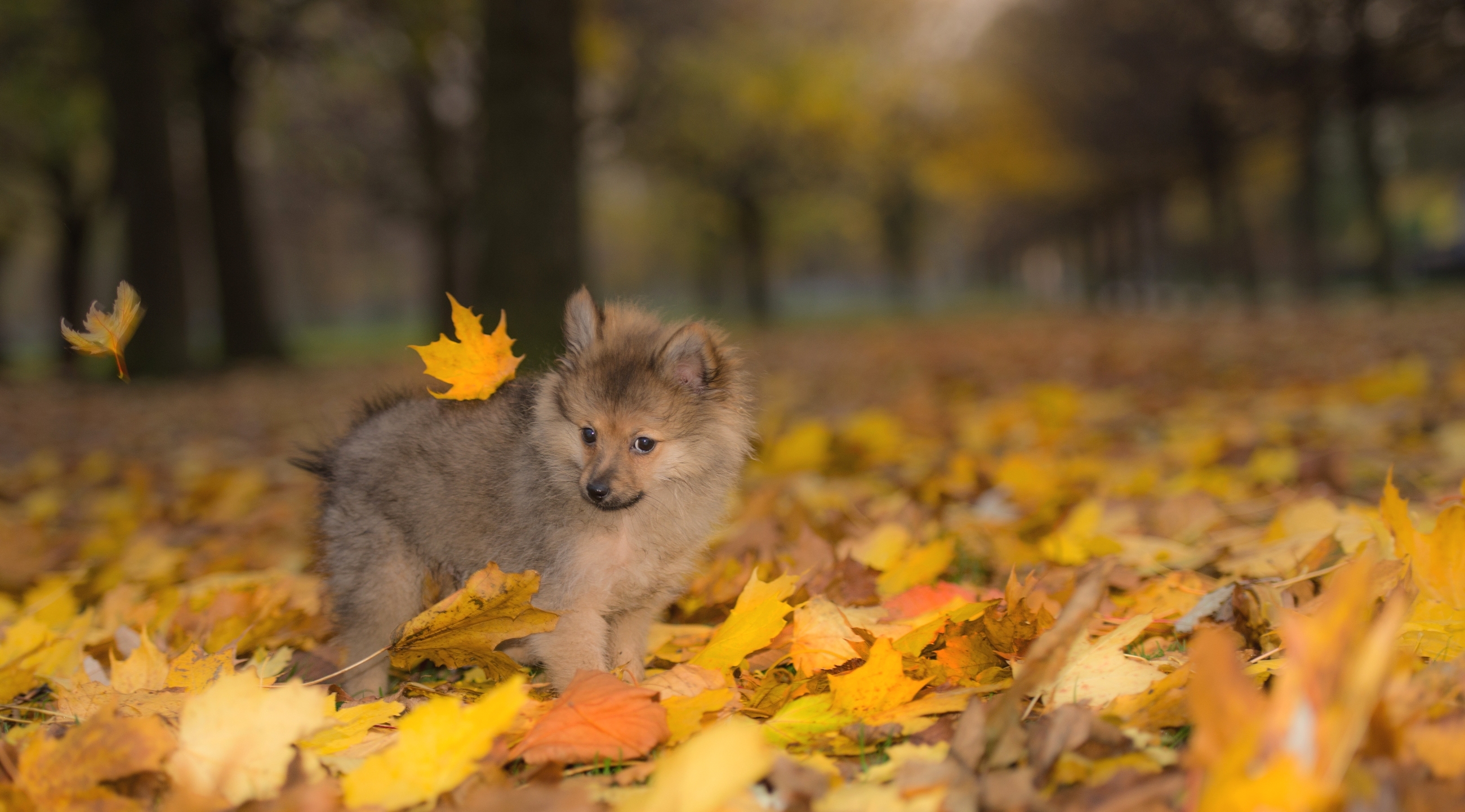 Осенний зверь. Осень животные. Осень с животными. Ранняя осень животные. Осенние звери.