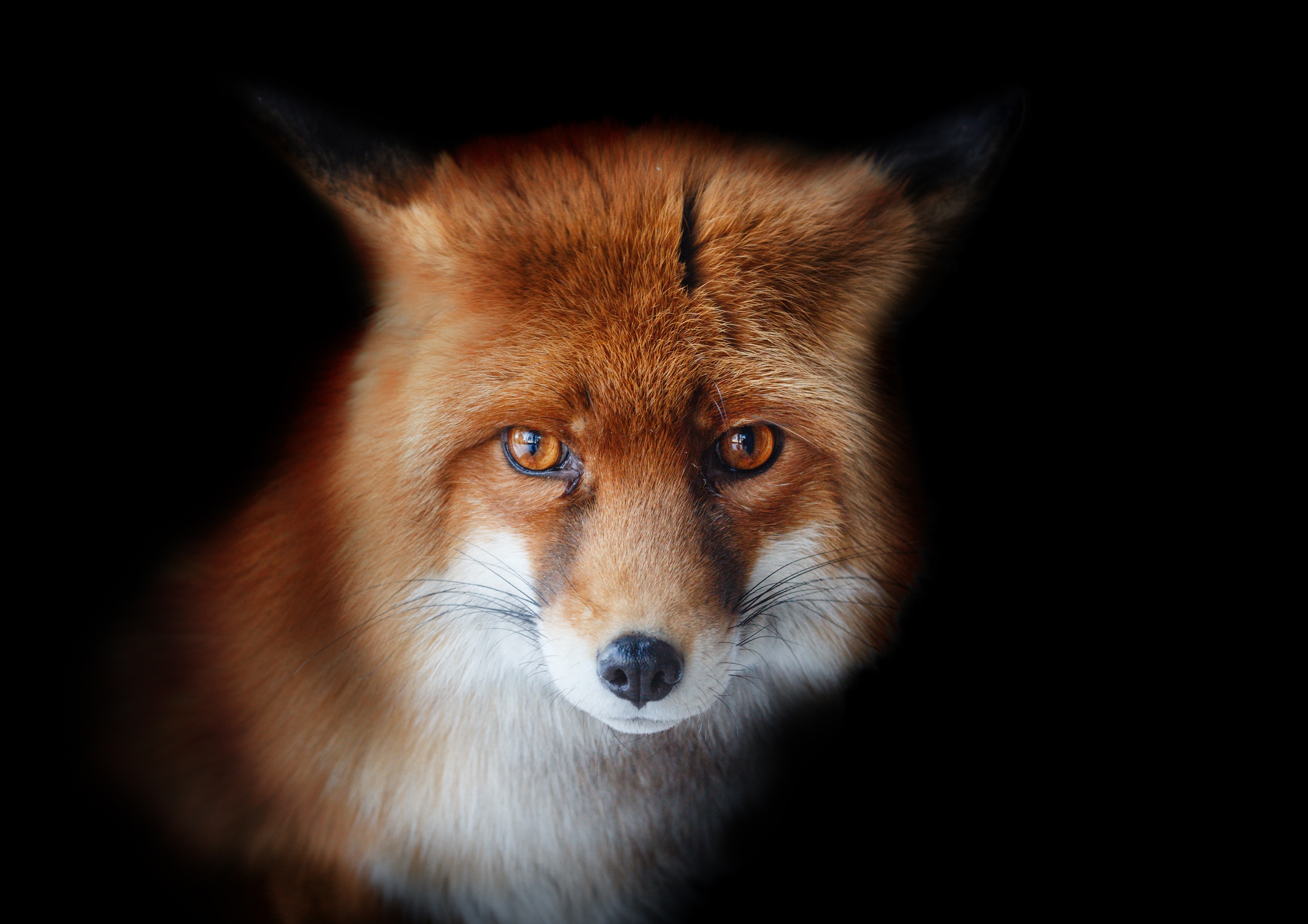 Fox look. Лиса. Лиса фото. Морда лисы. Рыжая лиса.