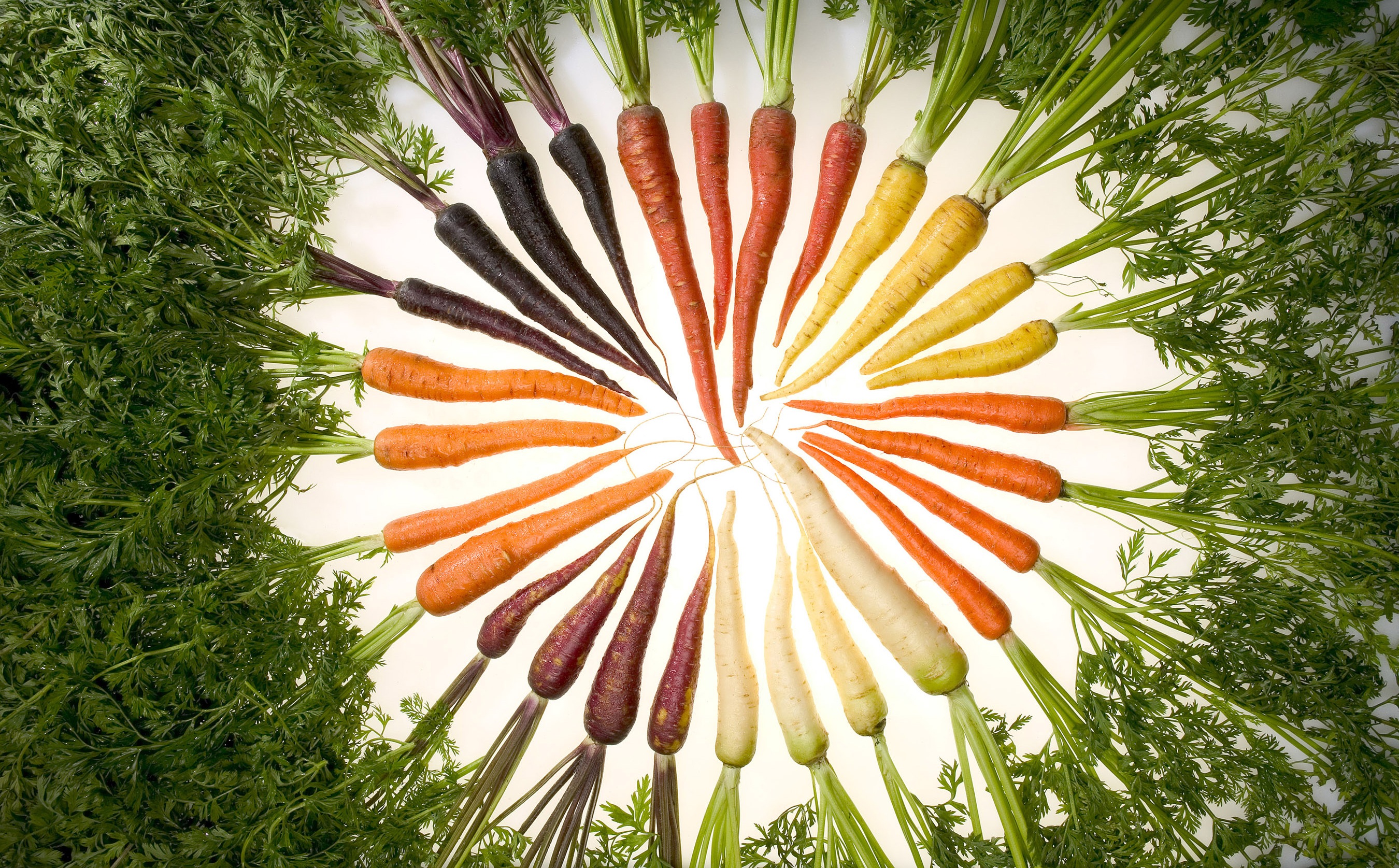 Большое количество моркови. Морковь. Цвет моркови. Цветная морковка. Морковь разных цветов.
