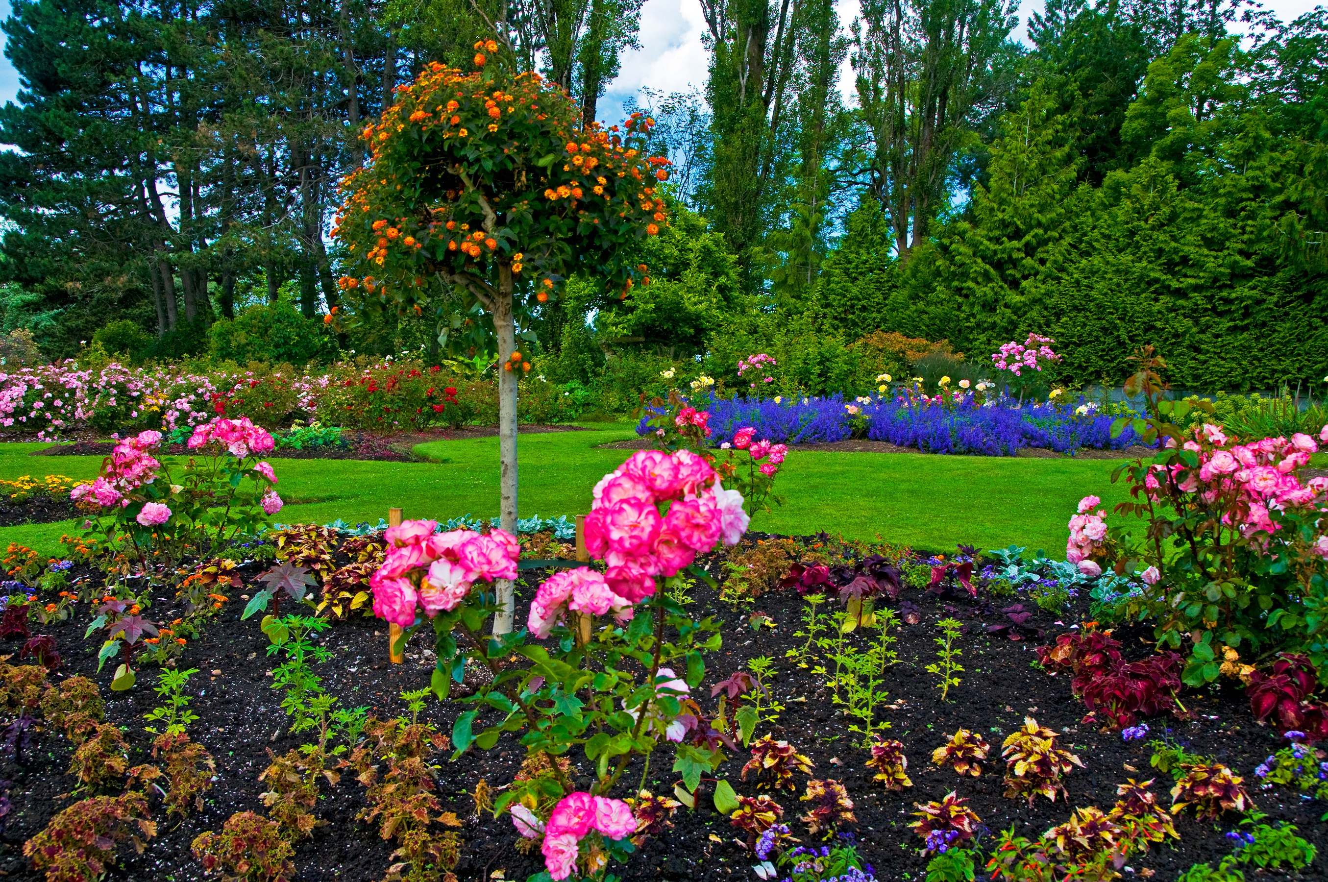 Сады королевы. Канада сады Queen Elizabeth Garden Ванкувер. Розы кустовые Ричмонд парк. Риджентс парк сад королевы Марии. Королева Элизабет роза в розарии.