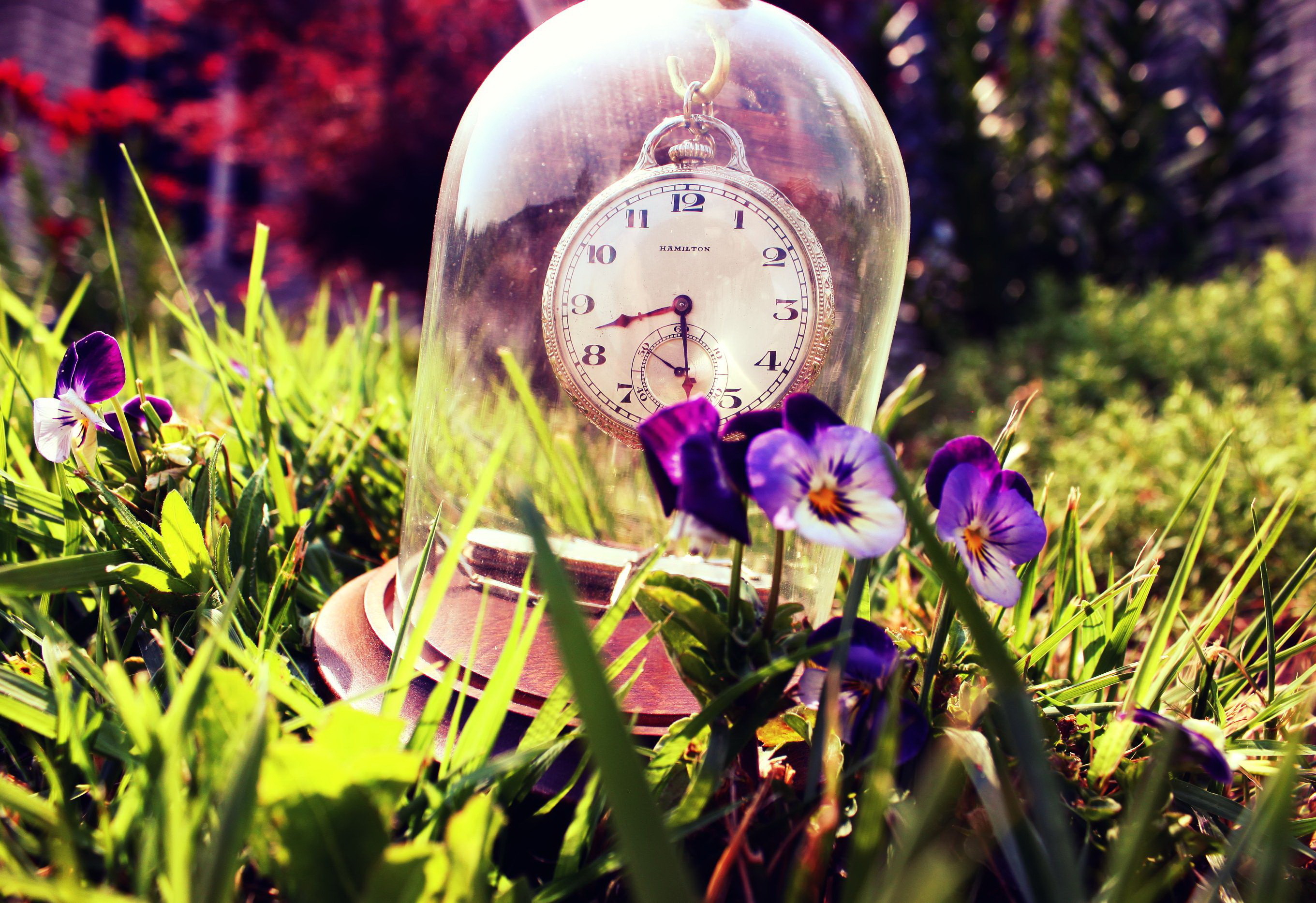 Цветы в течение часа. Часы на красивом фоне. Красивые часы на природе. Красивые часы и цветы. Весенние часы.