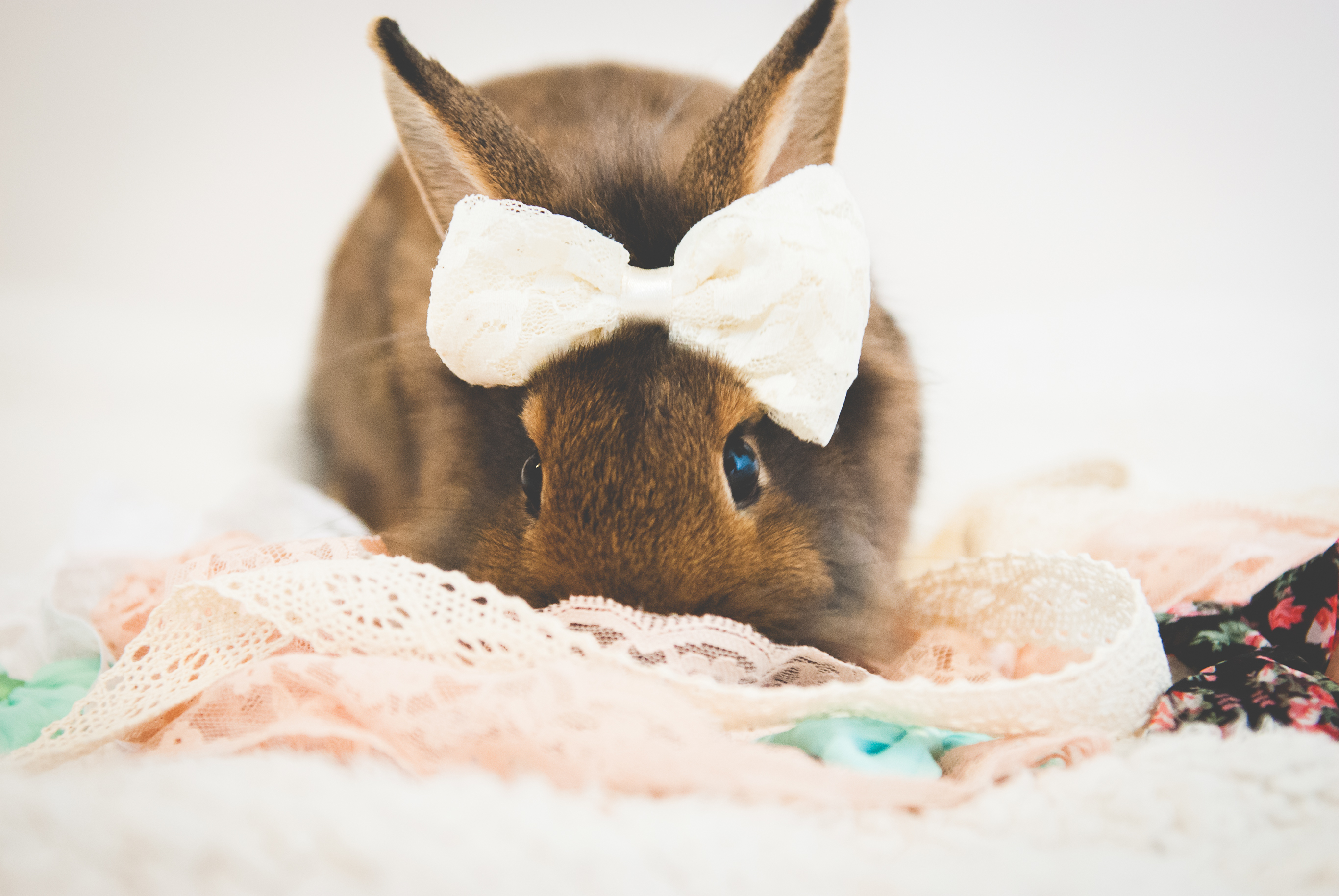 Bunny Photoshoot