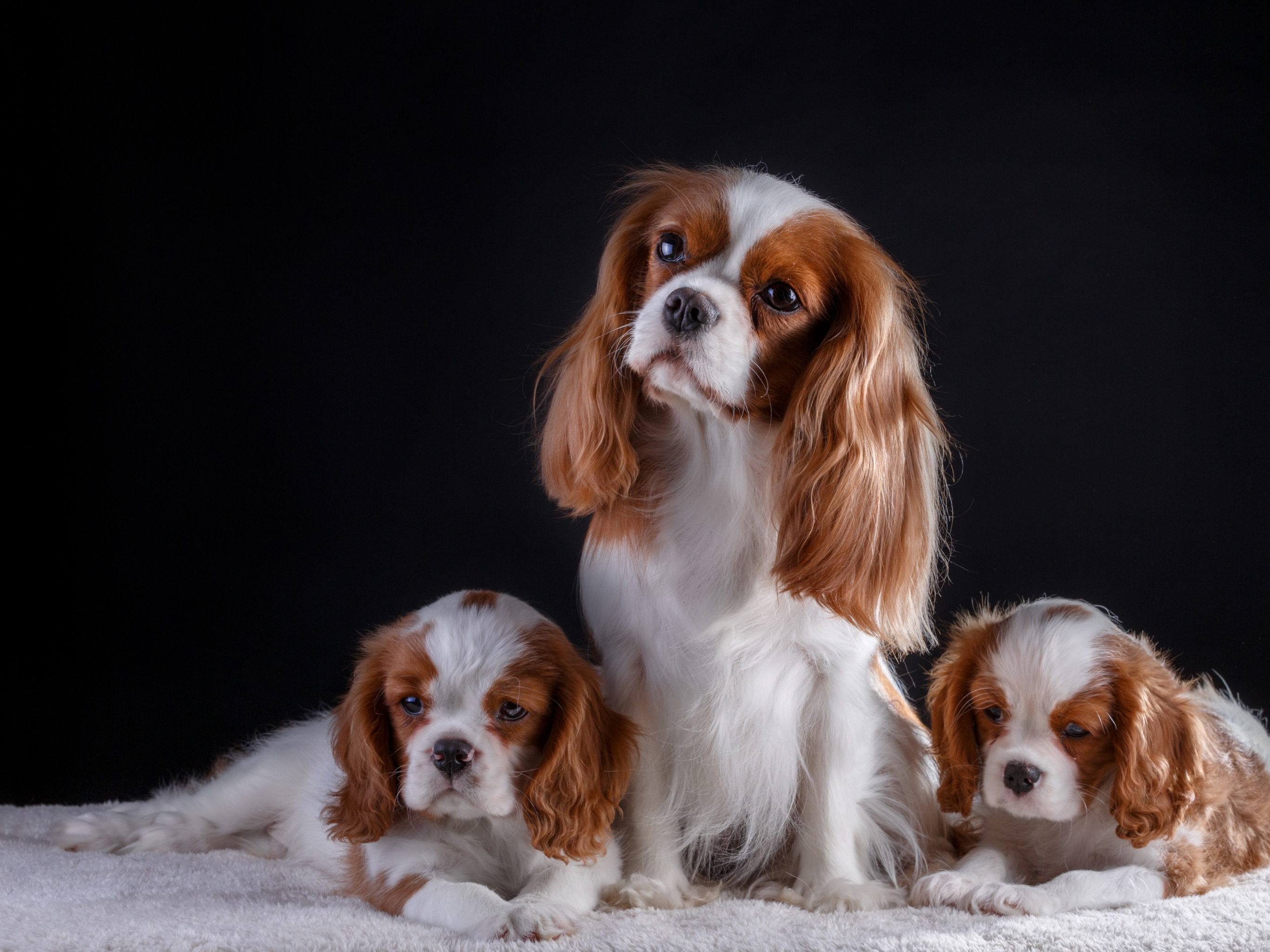 Download wallpaper puppies, trio, the cavalier king Charles Spaniel, section dog