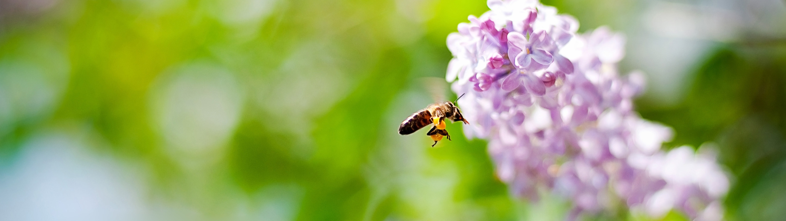 insect, lilac, bokeh