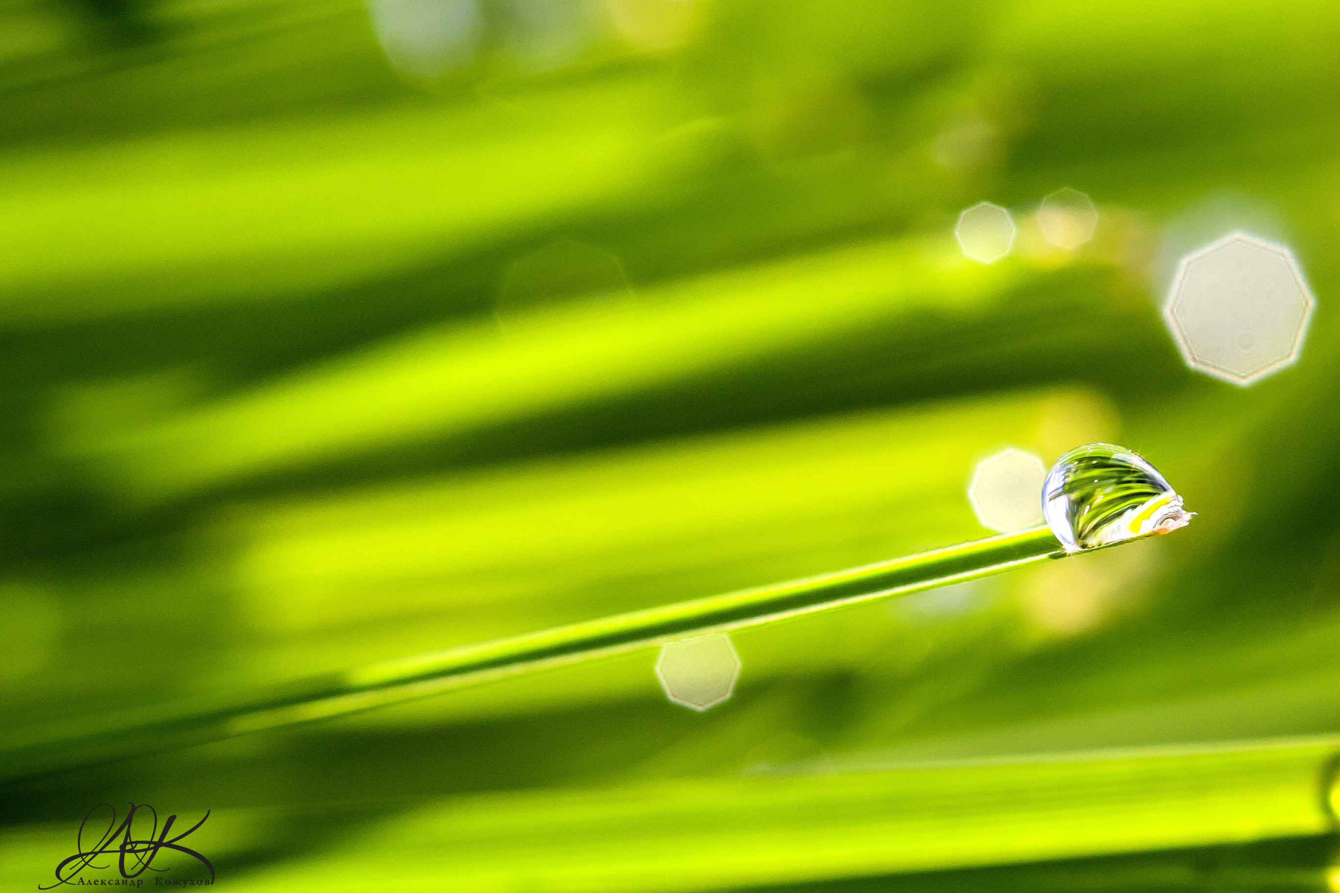 Download wallpaper grass, macro, Wallpaper, the Wallpapers, a drop of ...