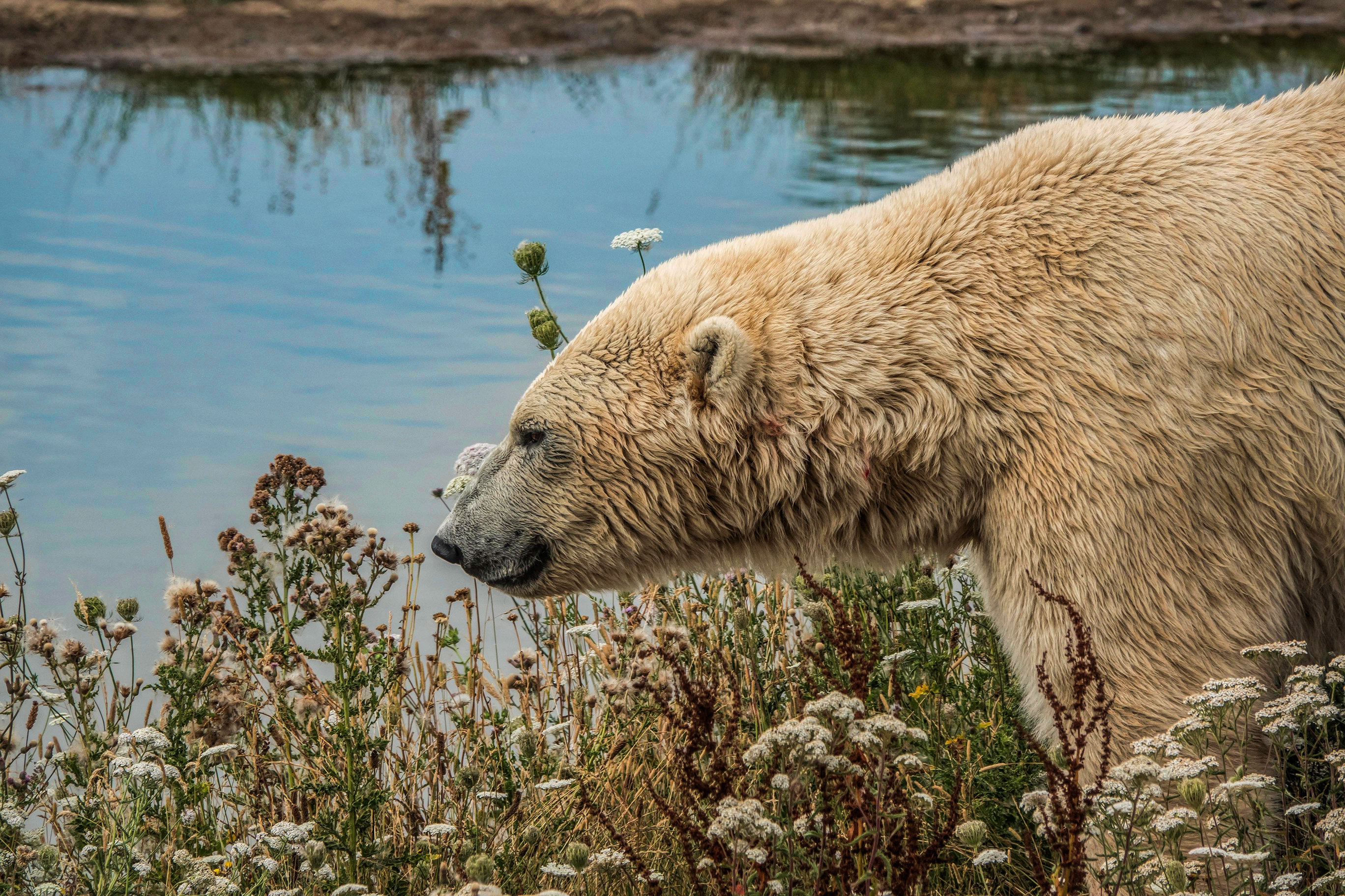 Дикая природа белого медведя. Бурый медведь в тундре. Бурый медведь в Финляндии. Белый медведь в тундре. Белый медведь в лесу.