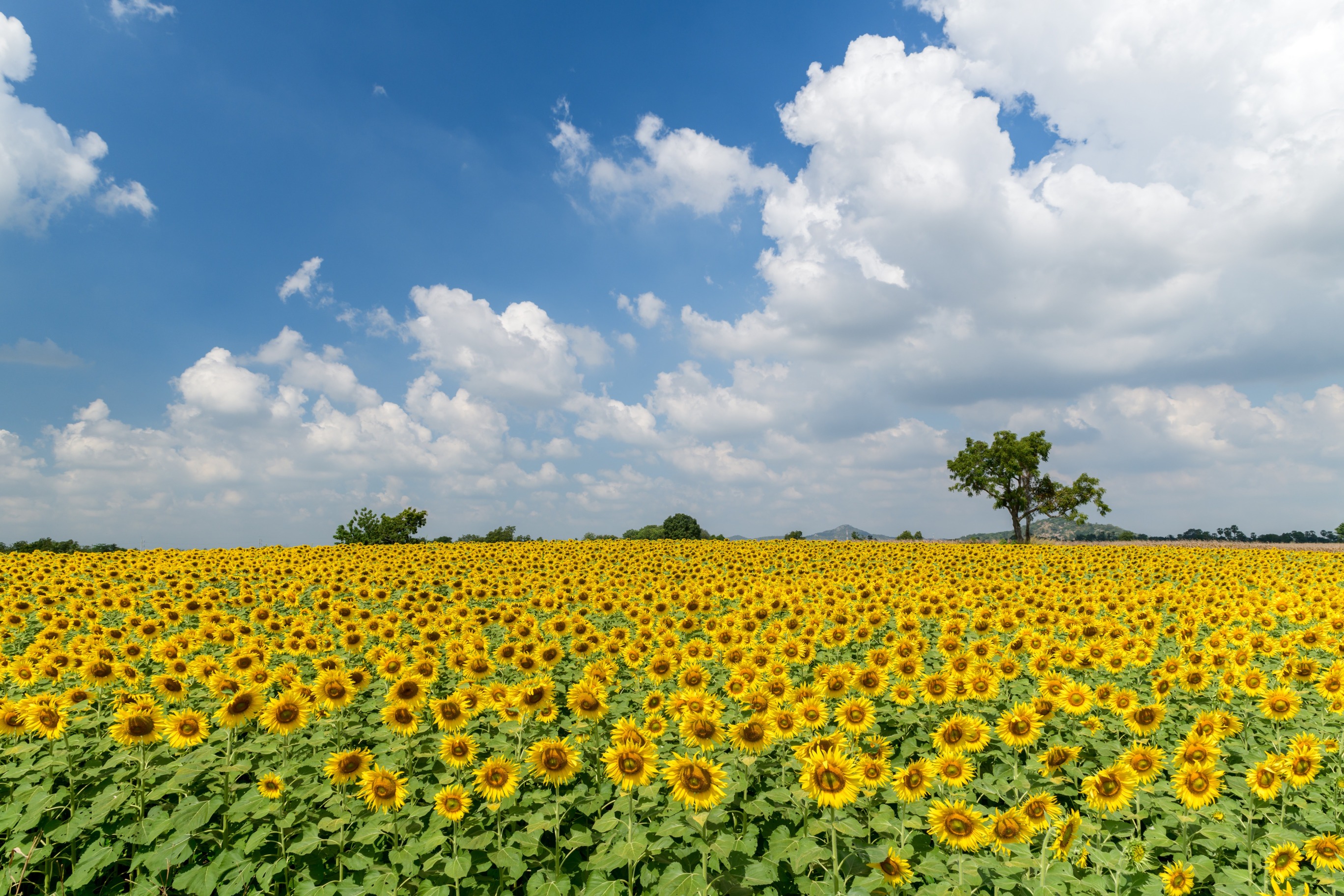 Download wallpaper field, summer, sunflowers, section landscapes in ...