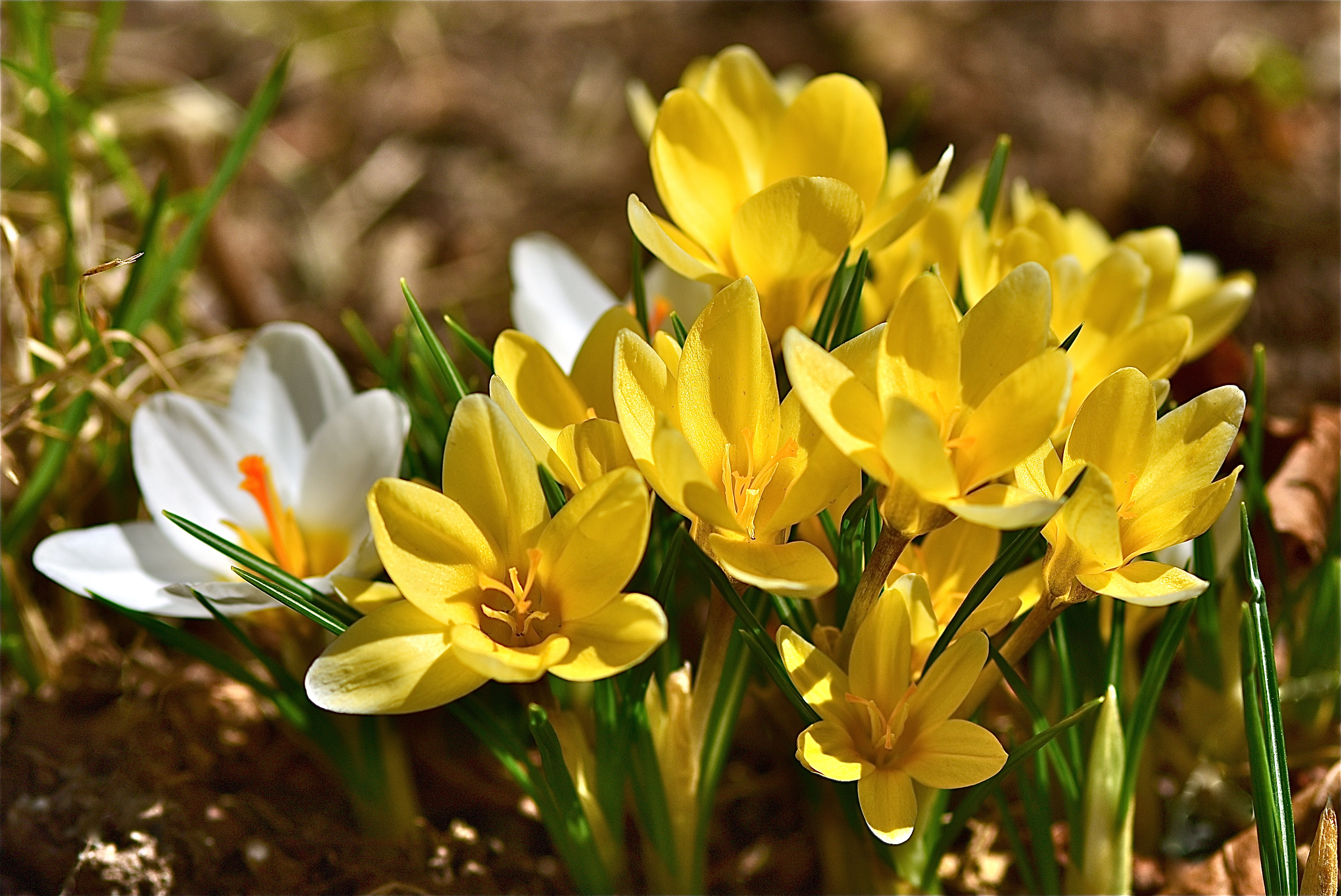 Ранние цветы картинки. Крокус Шафран весенний. Крокус Шафран желтый. Крокус Шафран цветок. Крокус желтый цветок.