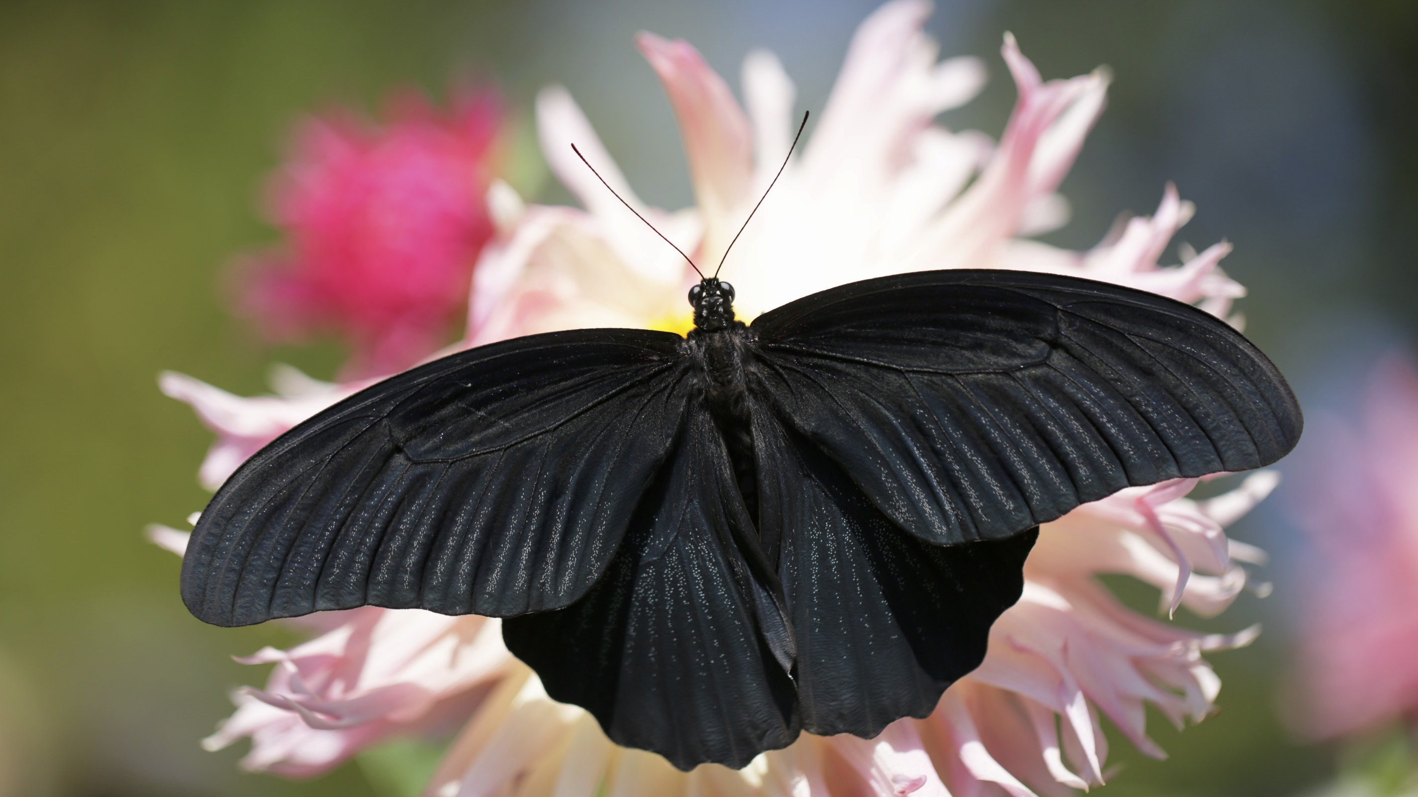 Черные бабочки 1. Черный Кардинал бабочка. Парусник троил бабочка. Бабочка Урания Мадагаскарская. Баттерфляй Блэк.