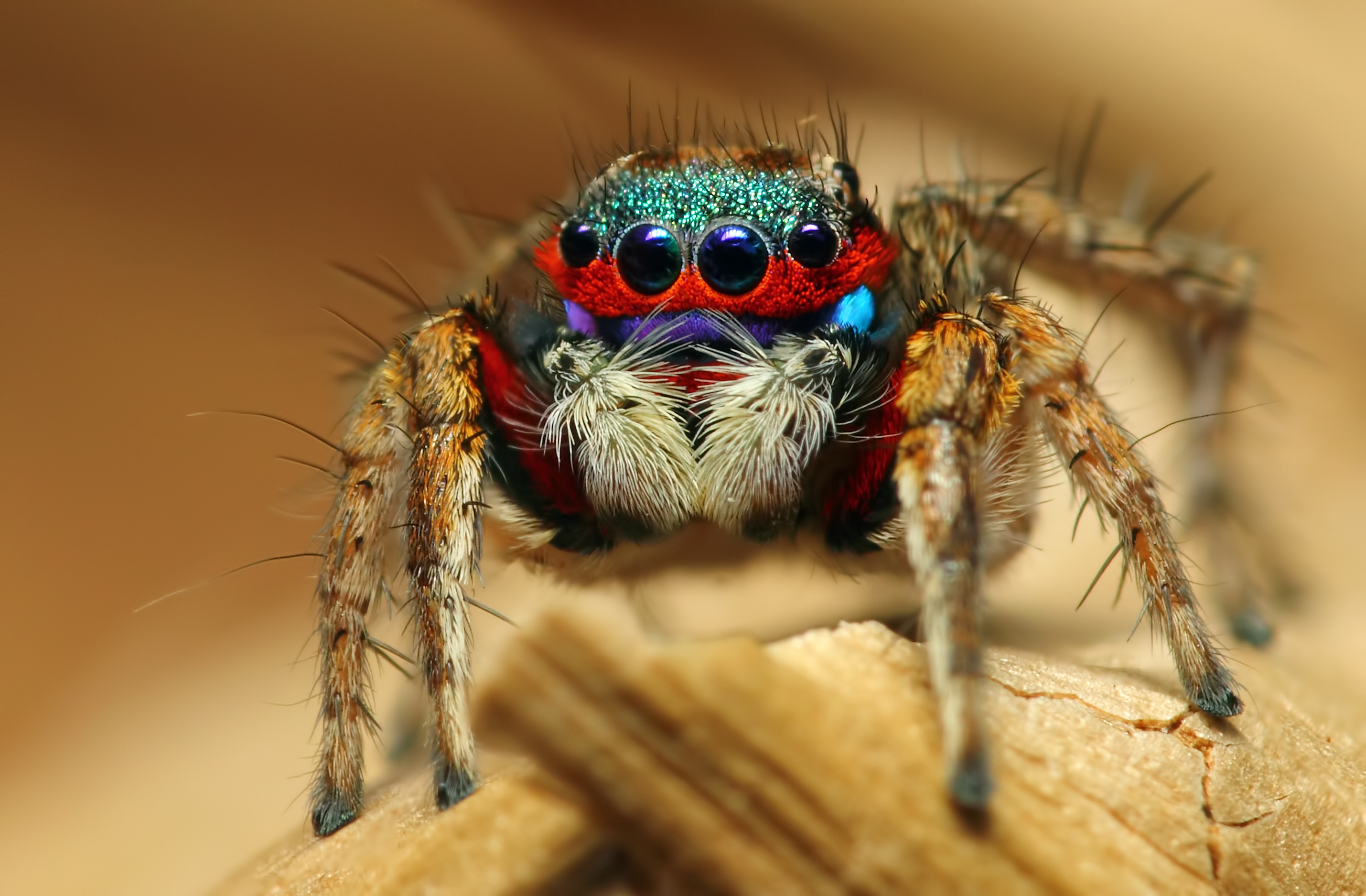 Wallpaper macro, spider, insect, Colorful Jumping Spider for mobile and  desktop, section макро, resolution 2859x1875 - download