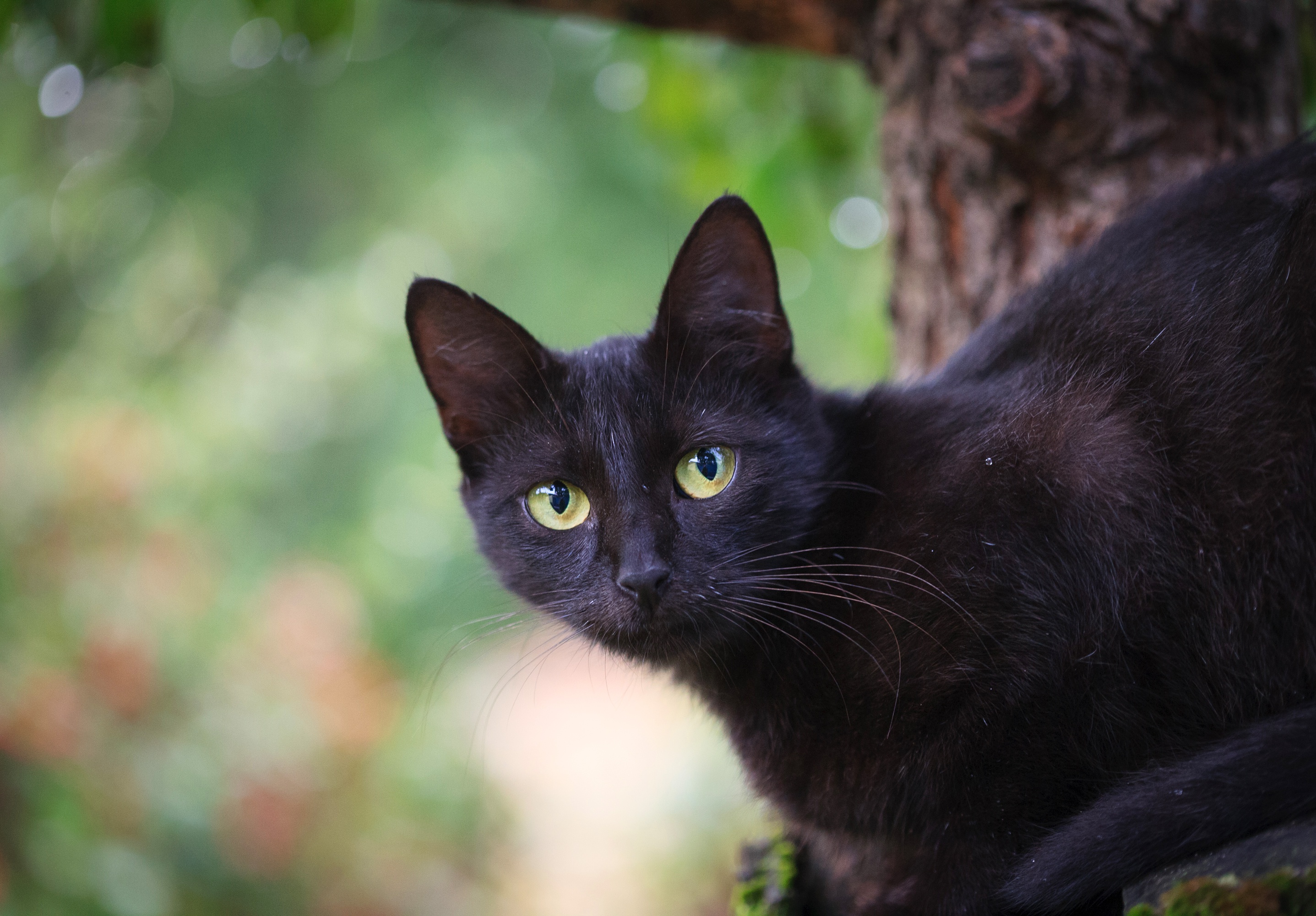 Черная кошка россия. Европейская короткошерстная кошка черная. Богемская кошка чёрная. Метис бомбейской породы. Русская голубая кошка черная.