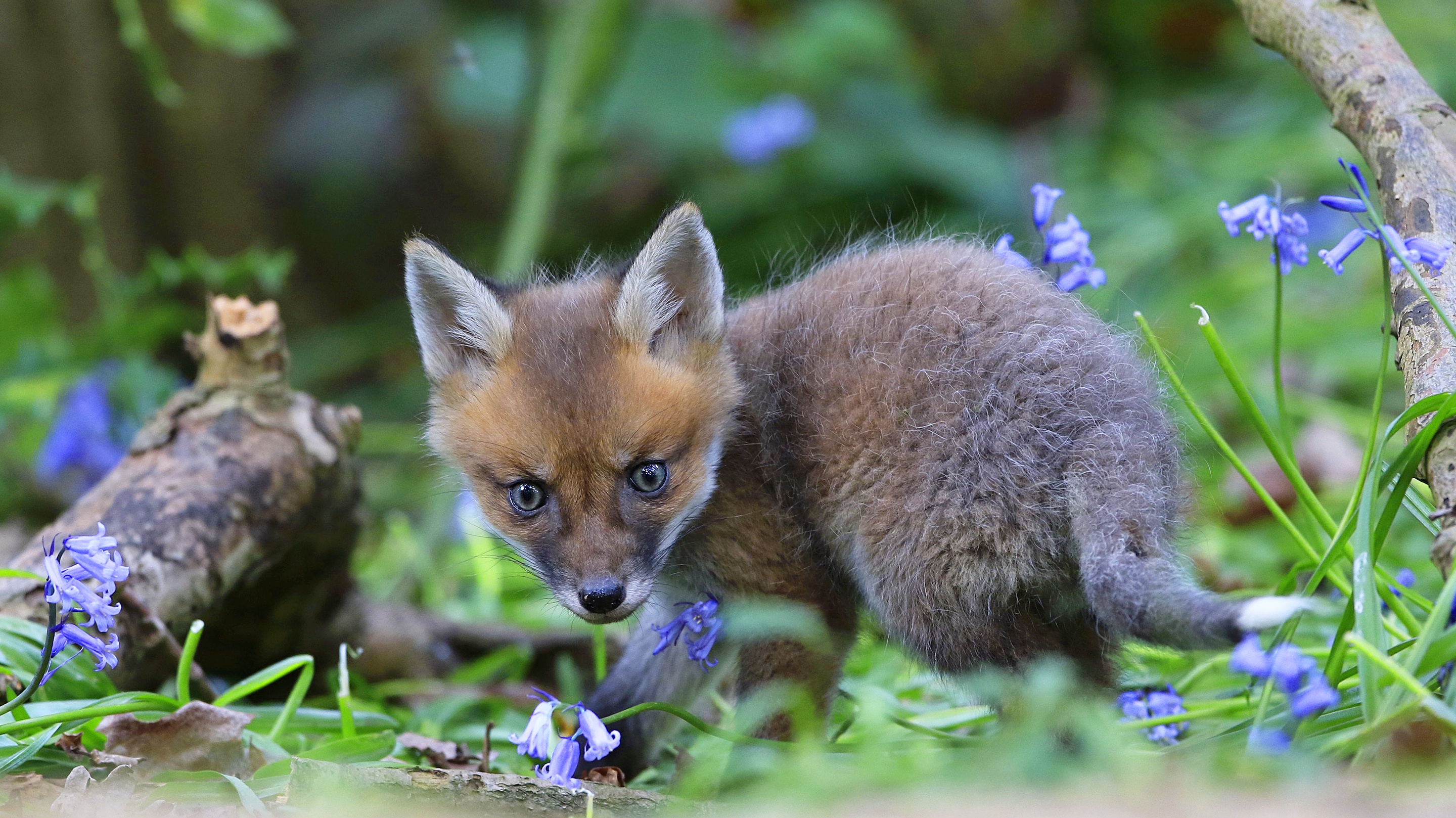 Baby fox картинка. Лисята. Милые лисята. Маленький Лисенок. Малютка Лисенок.