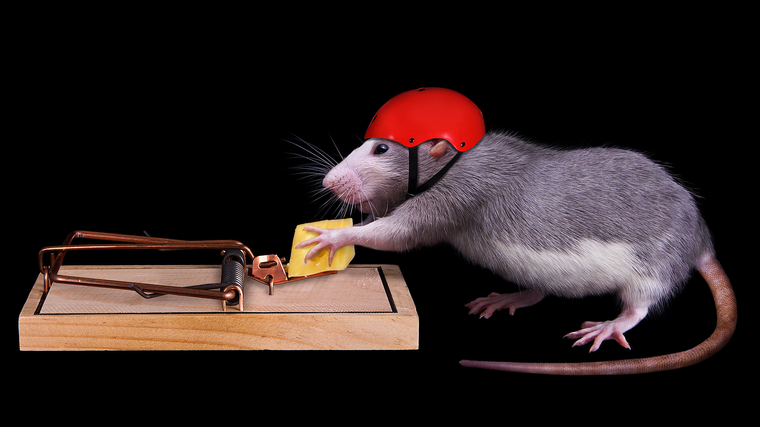 Phone wallpaper mouse, cheese, mousetrap, black background