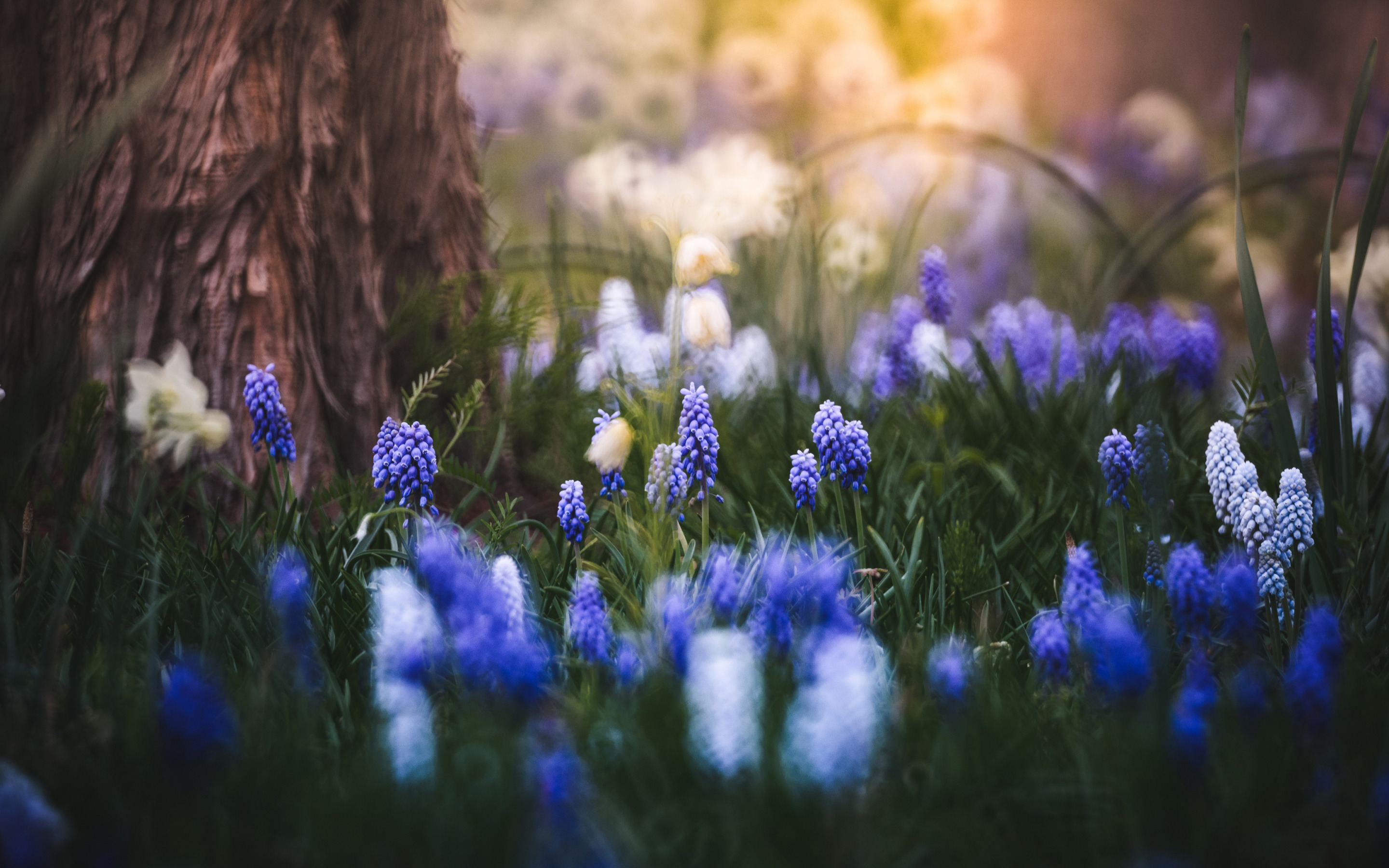 Spring blues. Фотохудожник Татьяна Крылова мускари. Мускари Поляна. Гиацинт в лесу. Мускари в лесу.