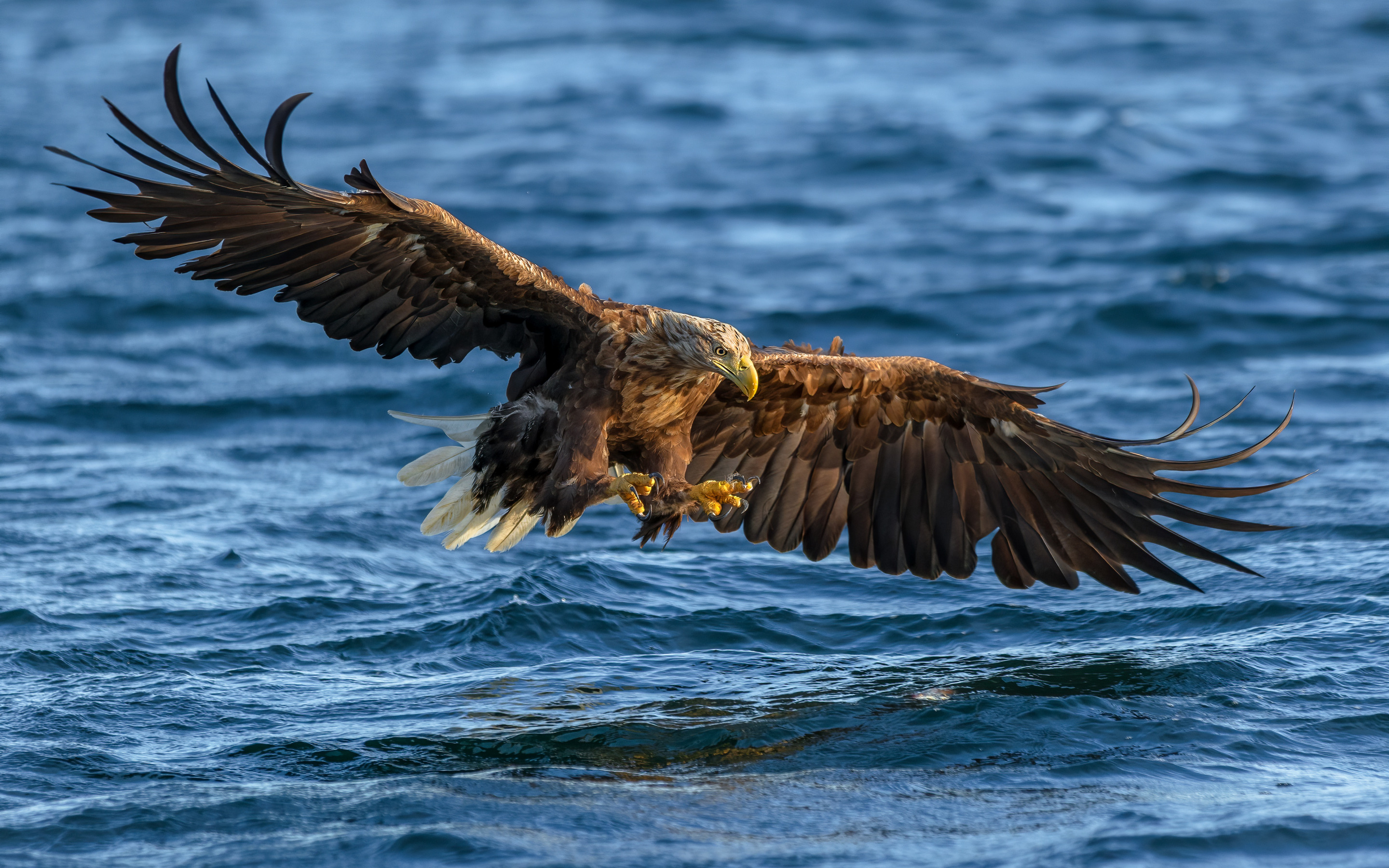 у орла большие крылья. орлан-белохвост.