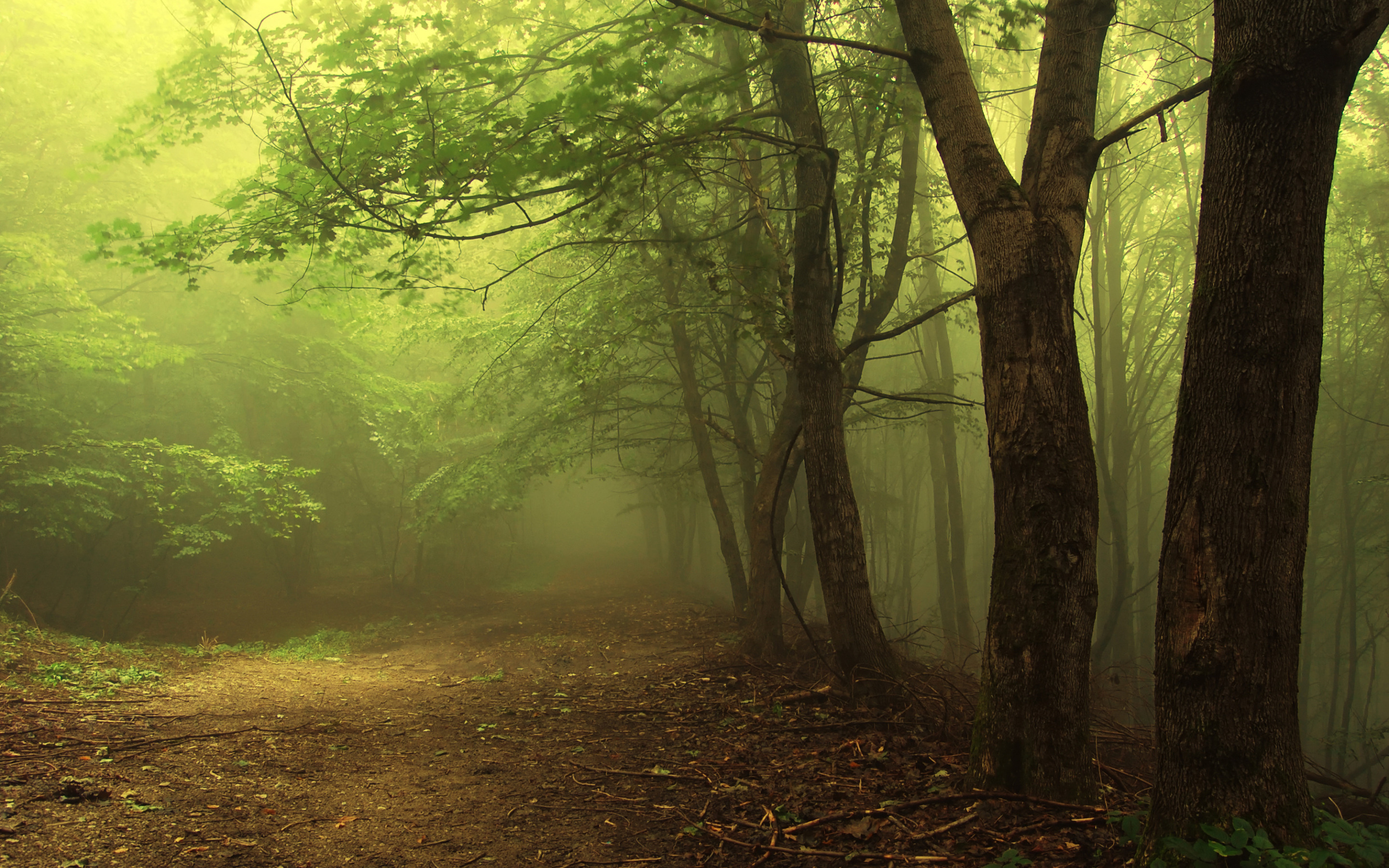 Изумрудная тропа. Лес в тумане. Фон леса. Красивый зеленый лес. Обои на рабочий стол лес.