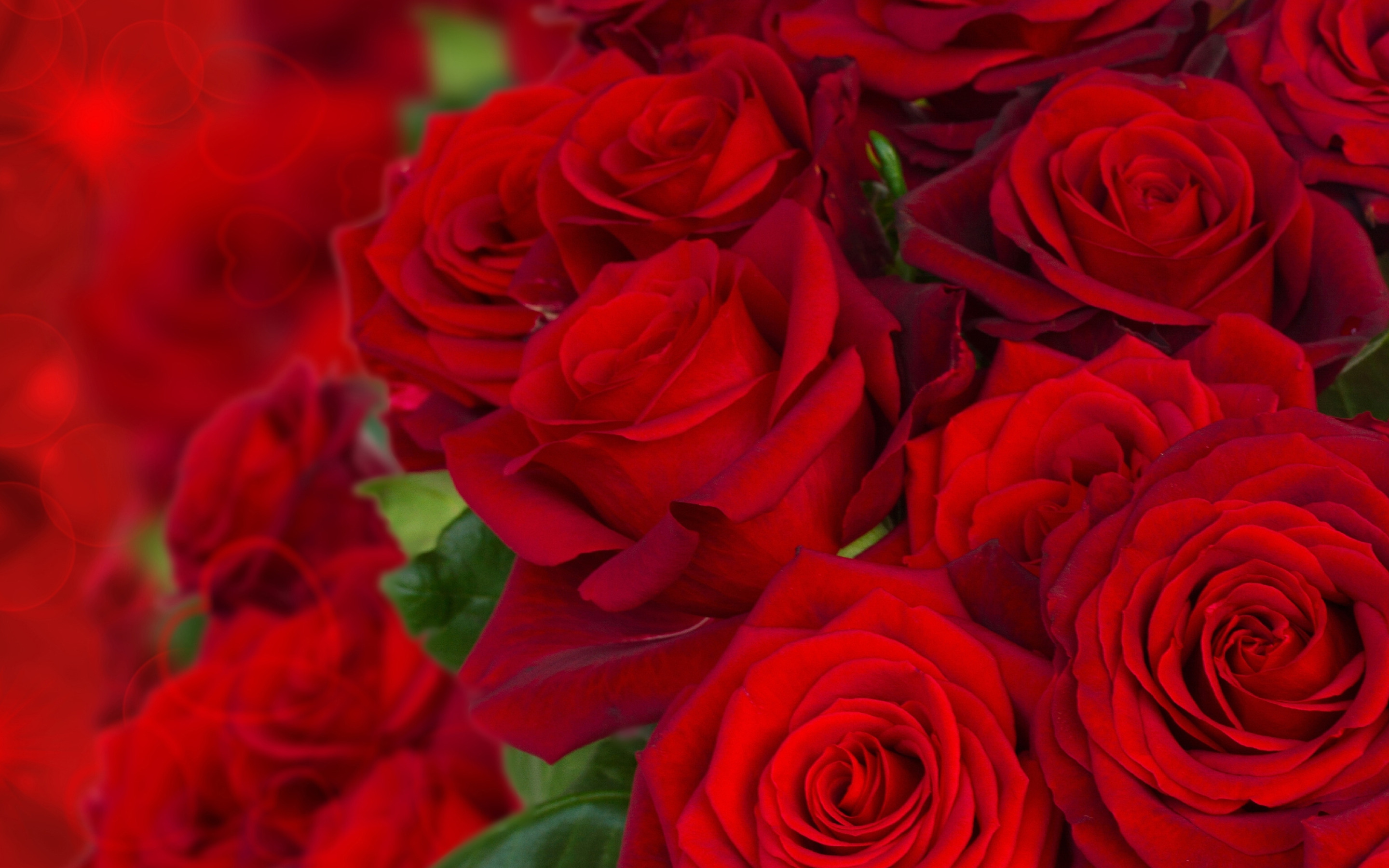 Алые розы мп3. Шикарный букет алых роз. Букет красных роз. Красивые красные розы. Много роз.