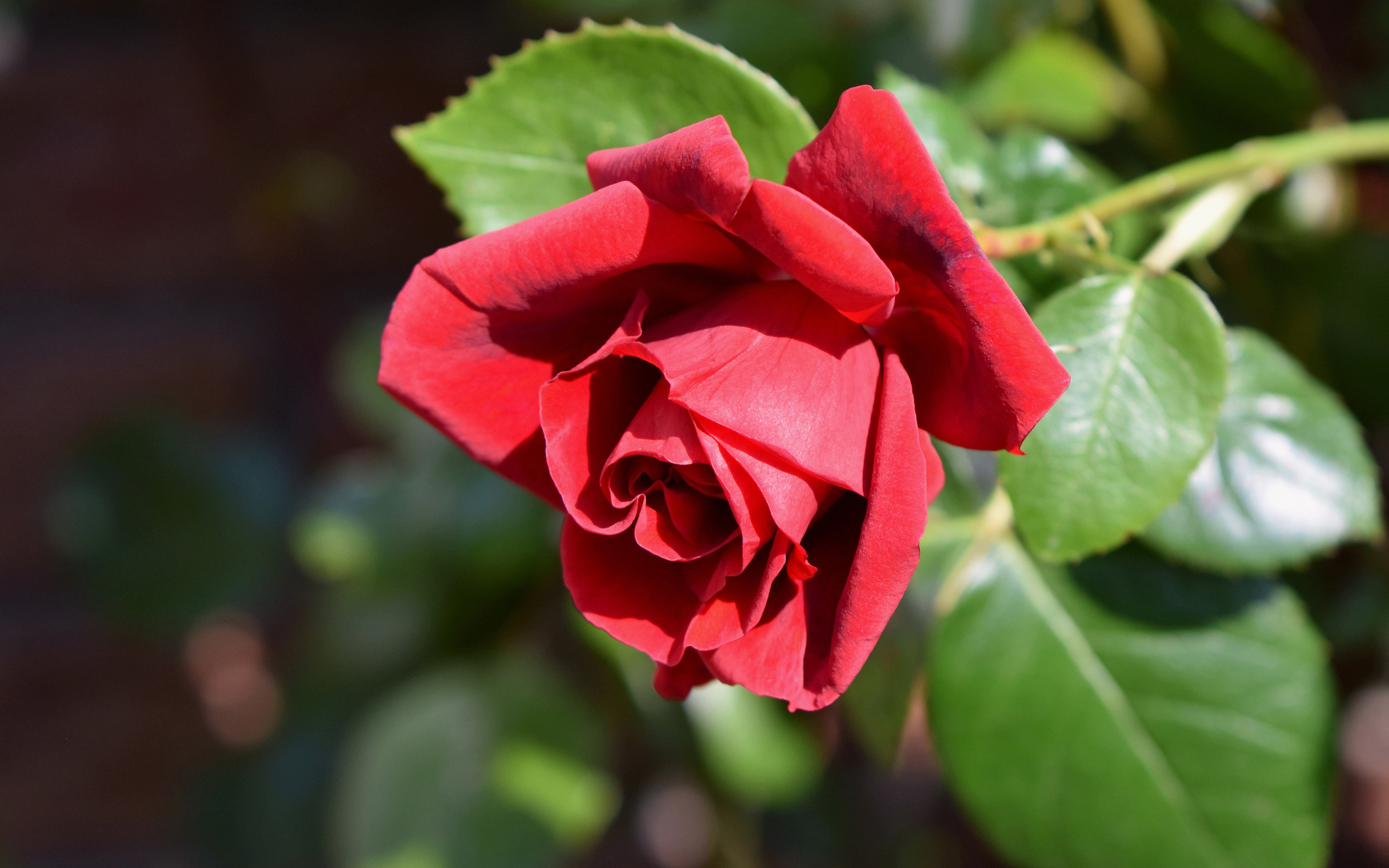 красные бутоны 6 турецком языке