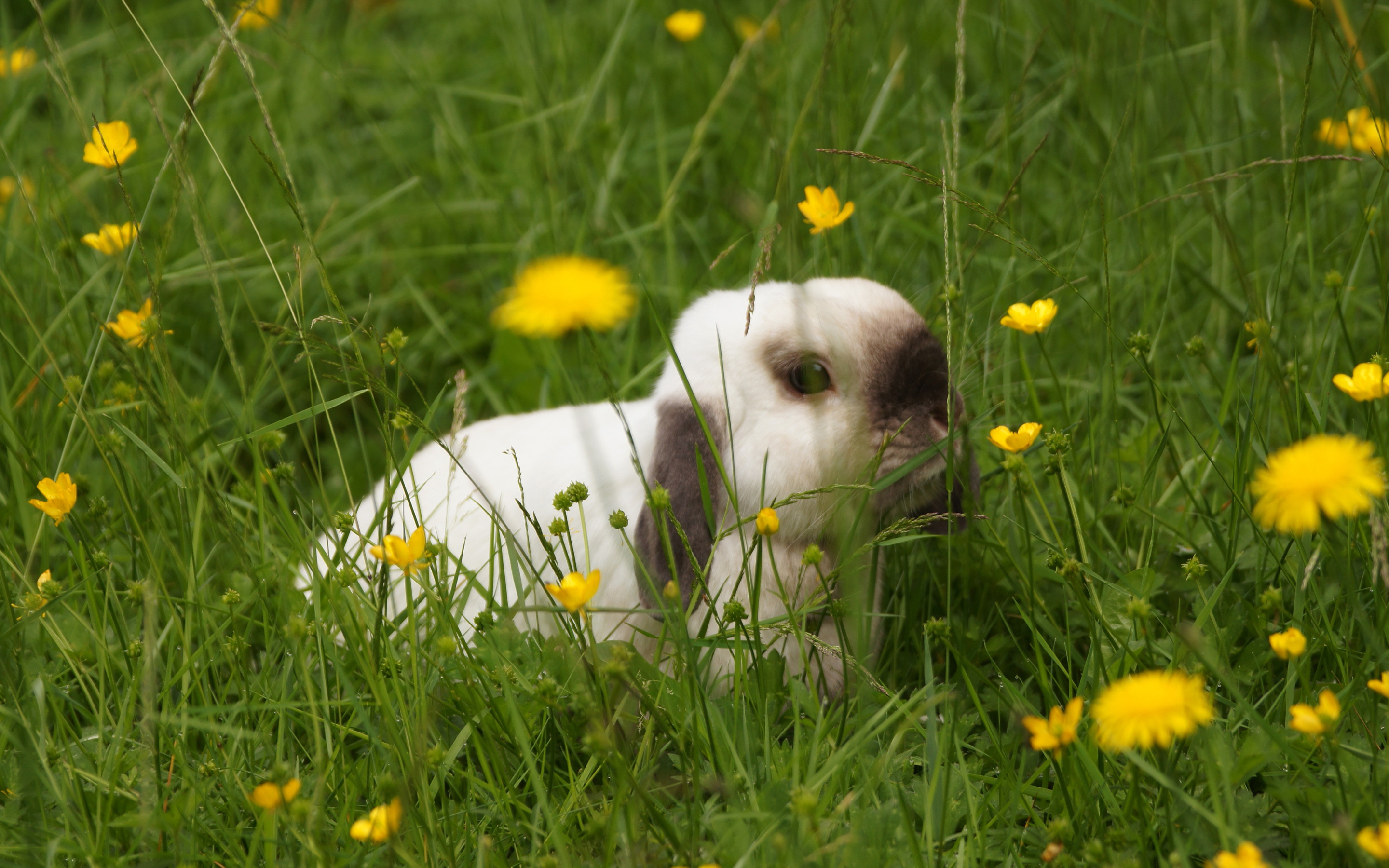 Download Wallpaper White Grass Look Flowers Nature Pose