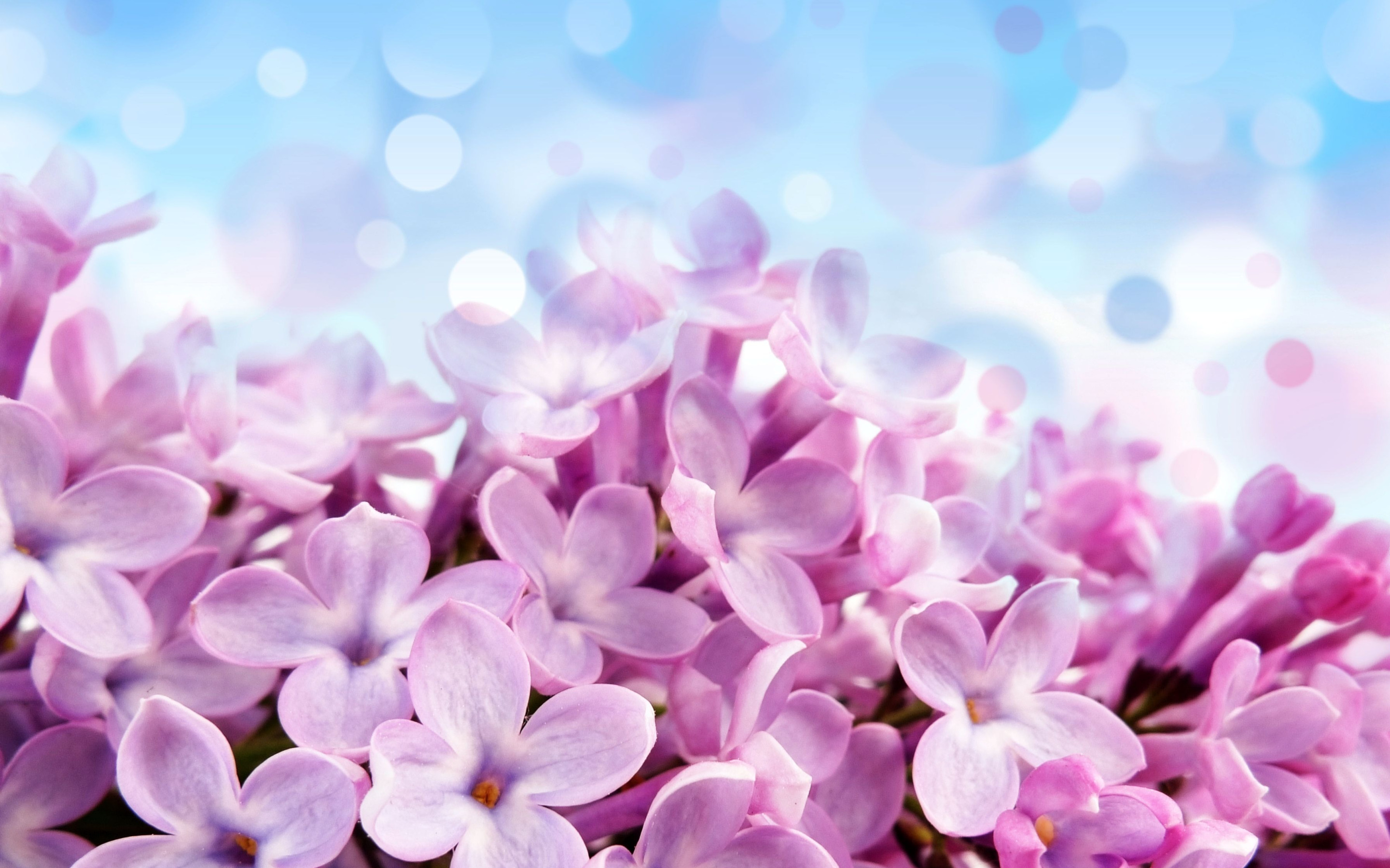 Мамочка с днем весны. Цветочный фон. Сирень. Весенний фон. Розово фиолетовые цветы.