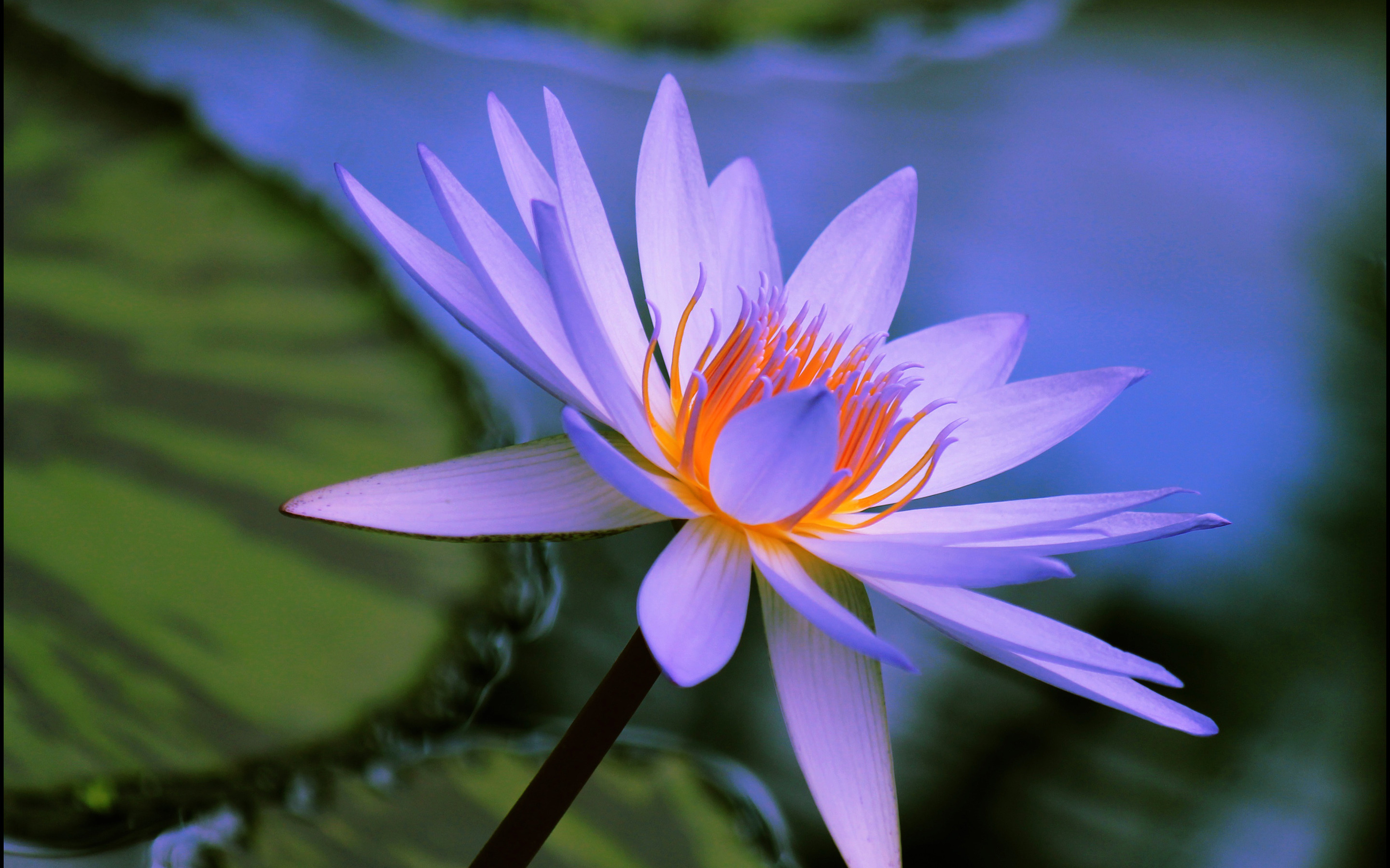 Водяная лилия 8. Кувшинка Лилия Лотос. Голубая Лилия нимфея. Нимфея синяя.