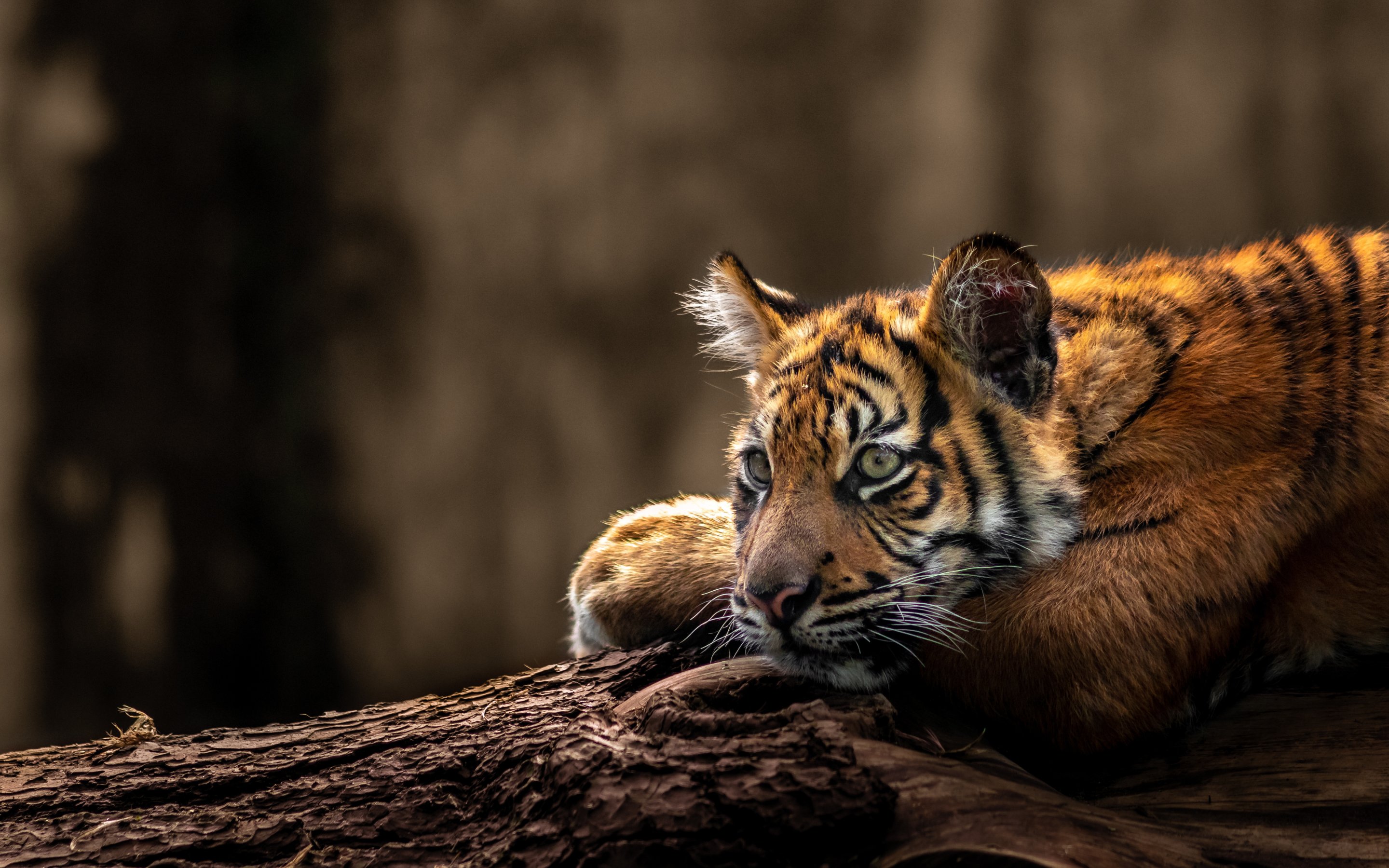 Tiger Lie Download wallpaper look, tiger, pose, lies, face, tiger, section cats ...