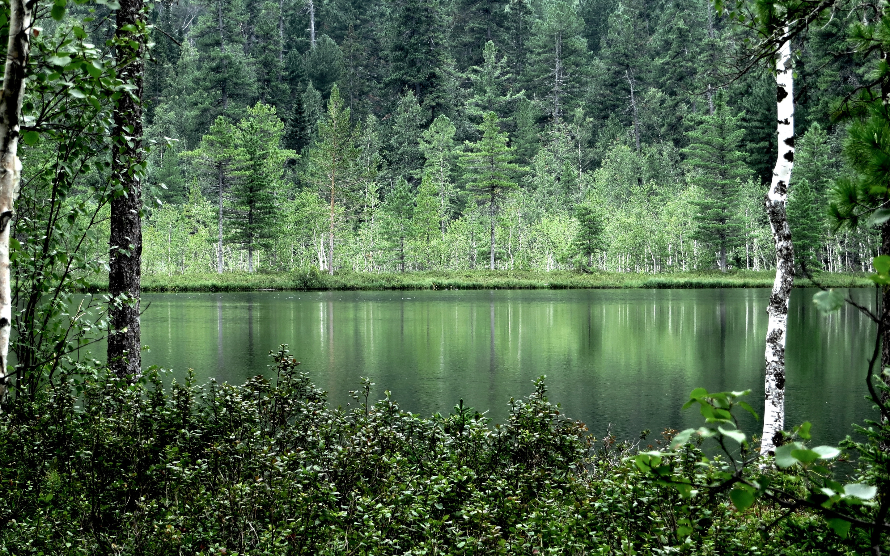 Лес в стоячей воде