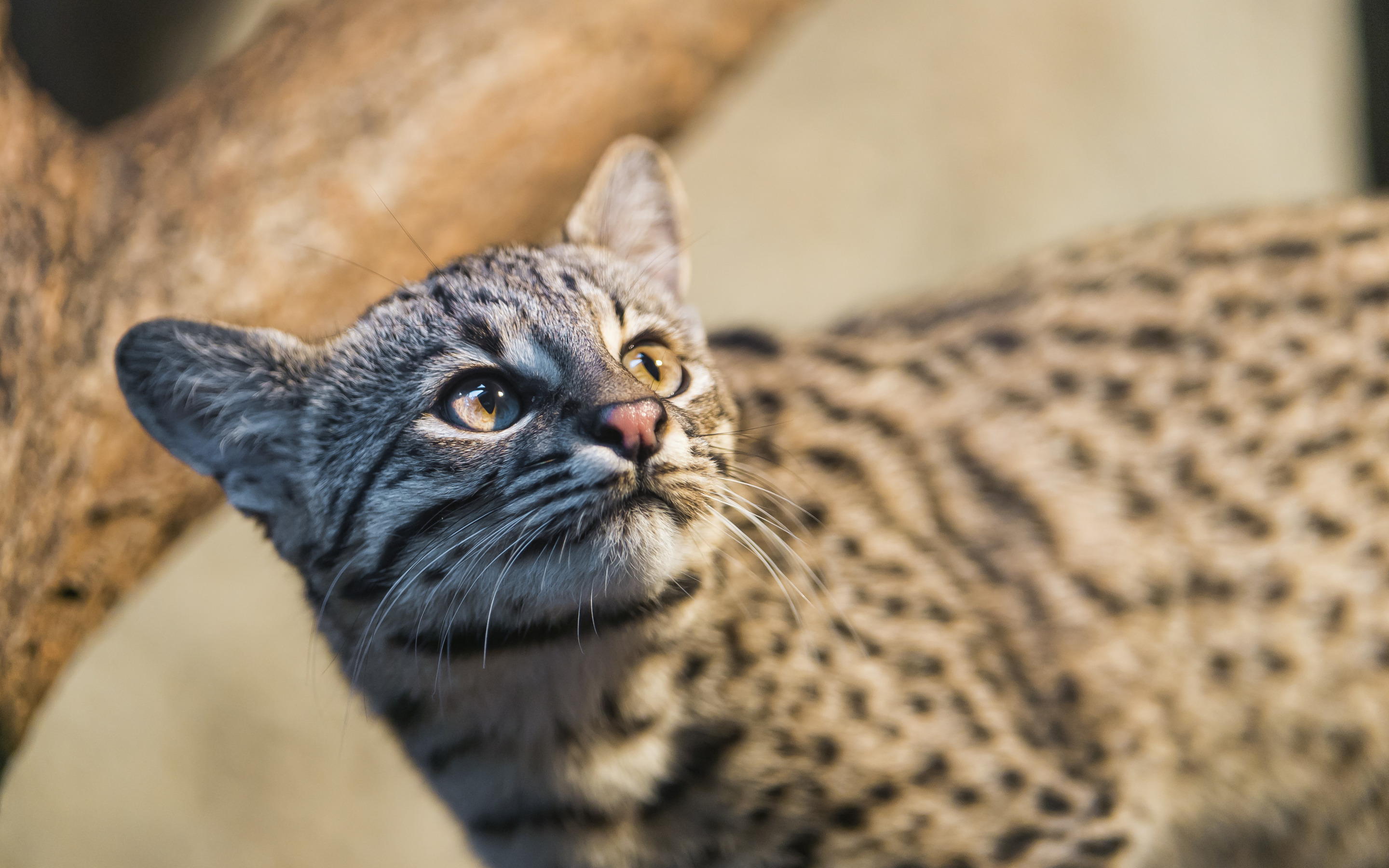 кошка жоффруа фото. кошка жоффруа. кошка жоффруа. андская кошка leopardus jacobitus. кошка жоффруа.