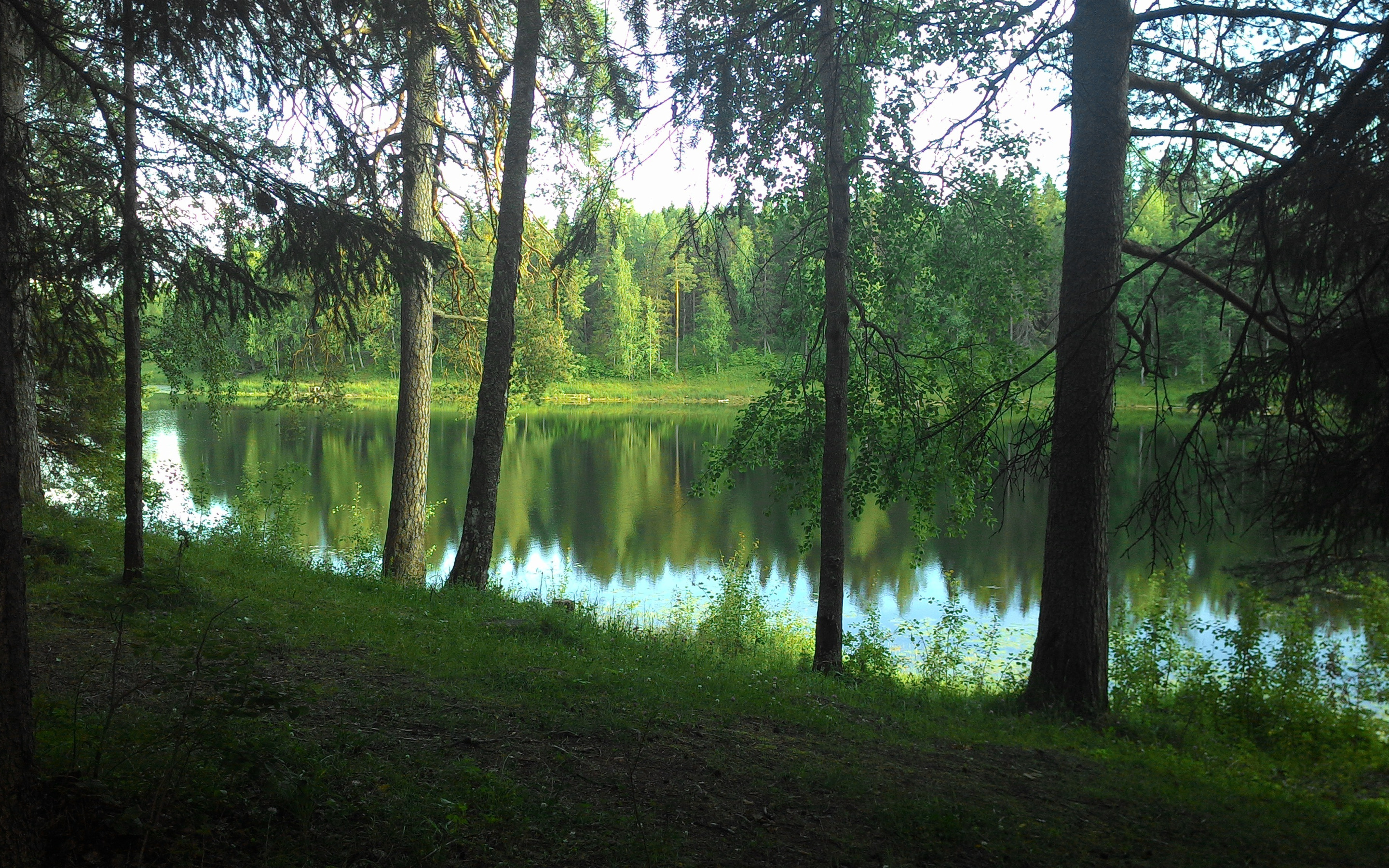 Озеро возле леса. Беловежская пуща озера. Озеро Лесное Челябинская область. Беловежская пуща водоемы. Озеро в лесу.