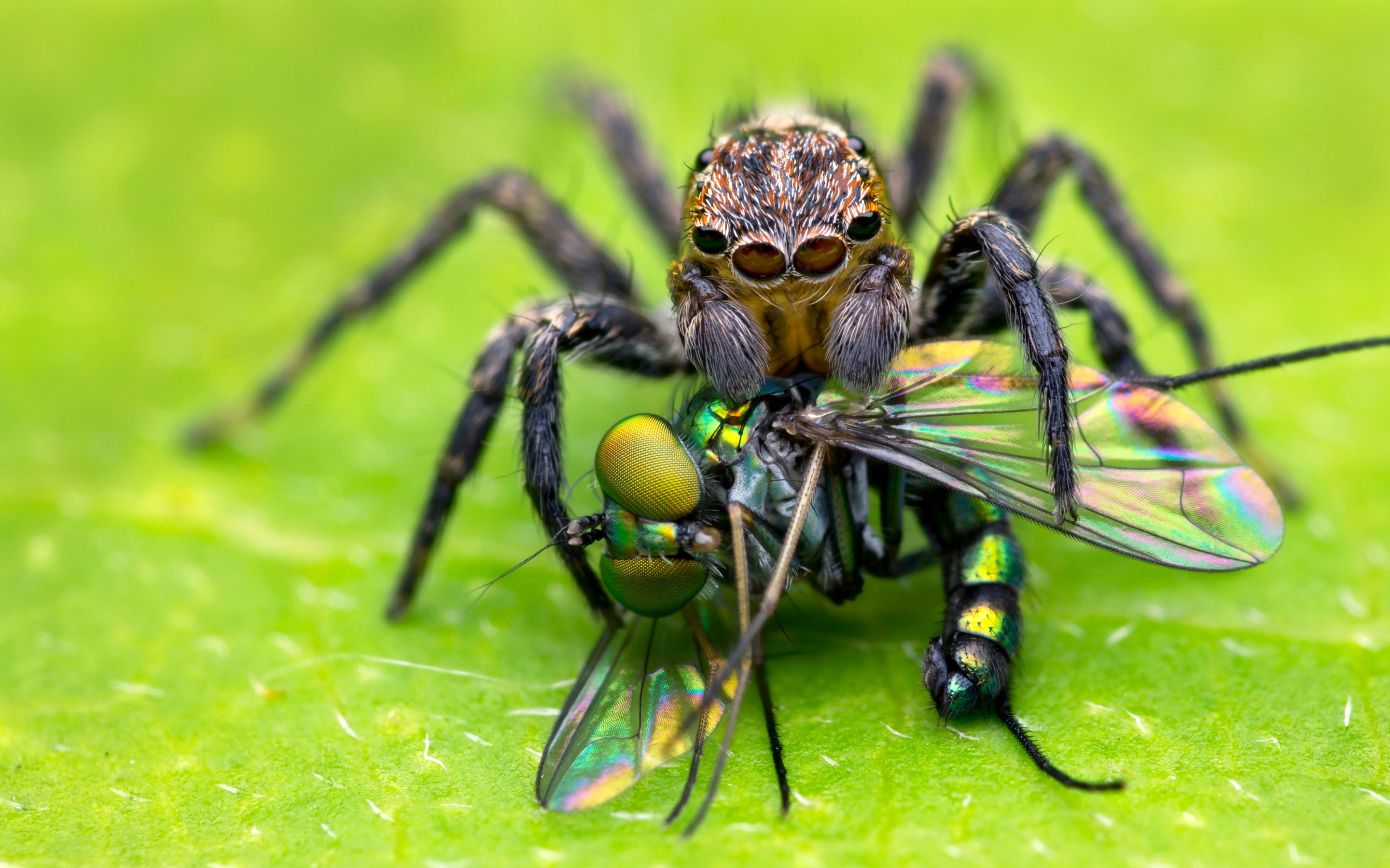 Хищный паук. Насекомые хищники. Паук синемозина муравьевидная. Паук крестовик сибирский. Паук мизгирь крестовик.