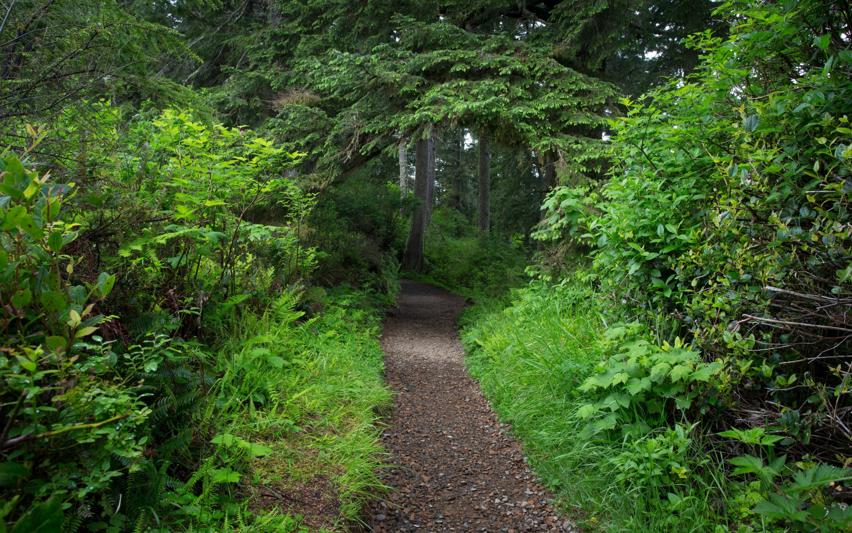 Forest trail. Битцевский лес ландшафт. Битцевский лес Поляна. Битцевский лес кустарники. Подлесок кустарниковый ярус.