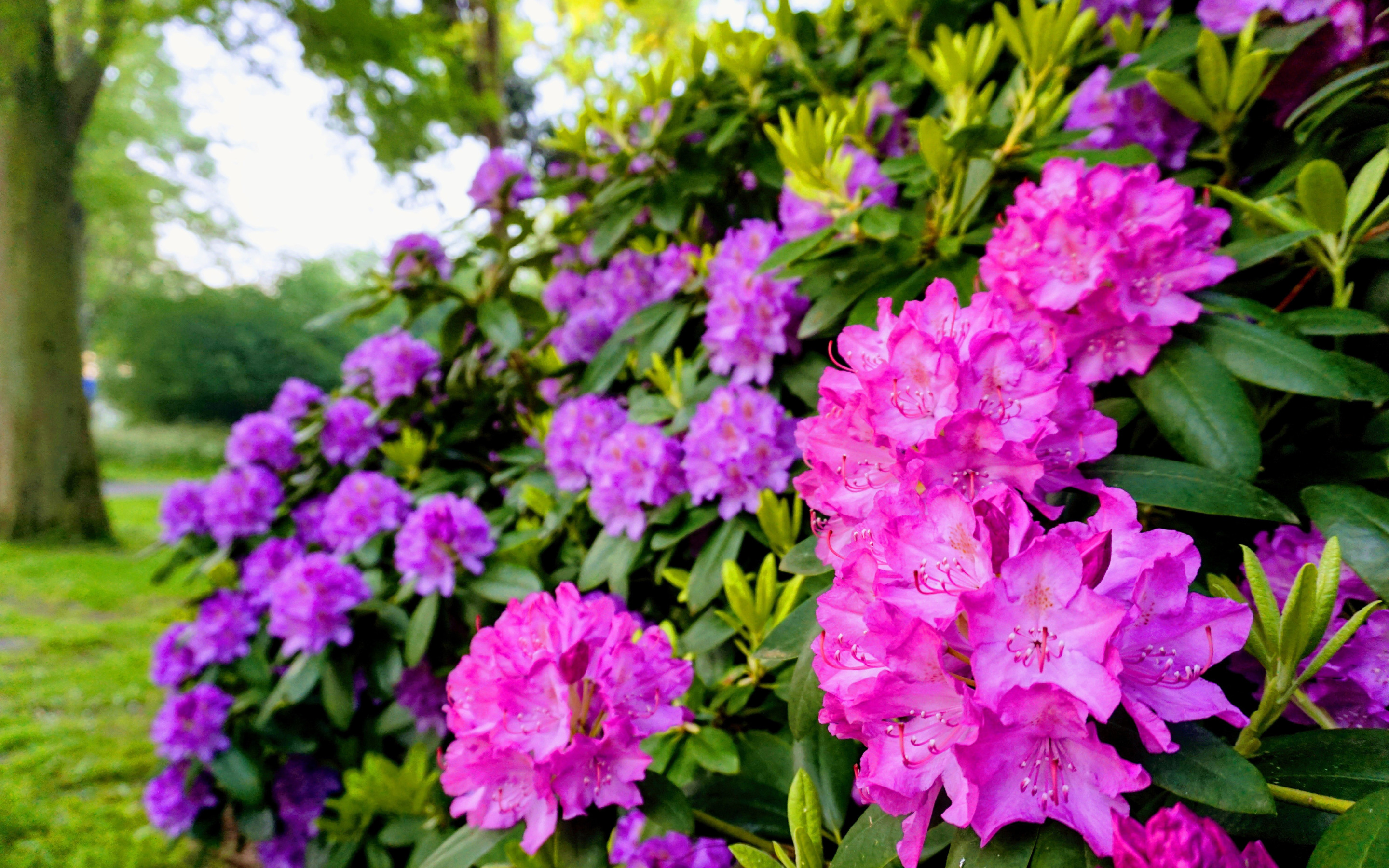 Rhododendron. Рододендрон. Рододендрон кустарник. Цветущий кустарник рододендрон. Рададендрум.