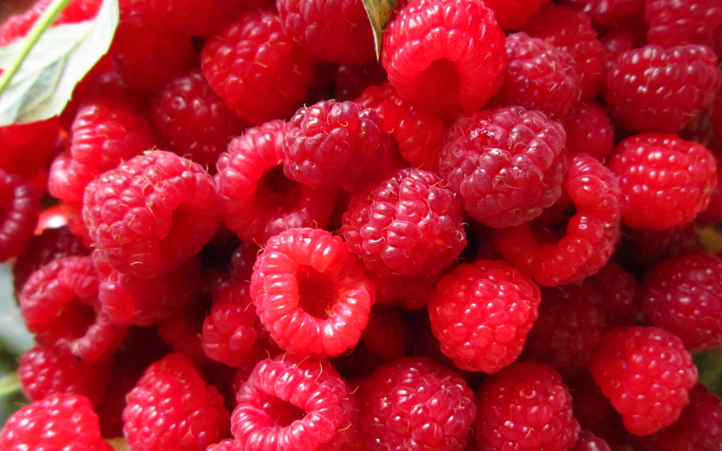 Бесплатные картинки. Хабиб ягода Малинка. Сочная ягода. Красные ягоды. Малина красная.