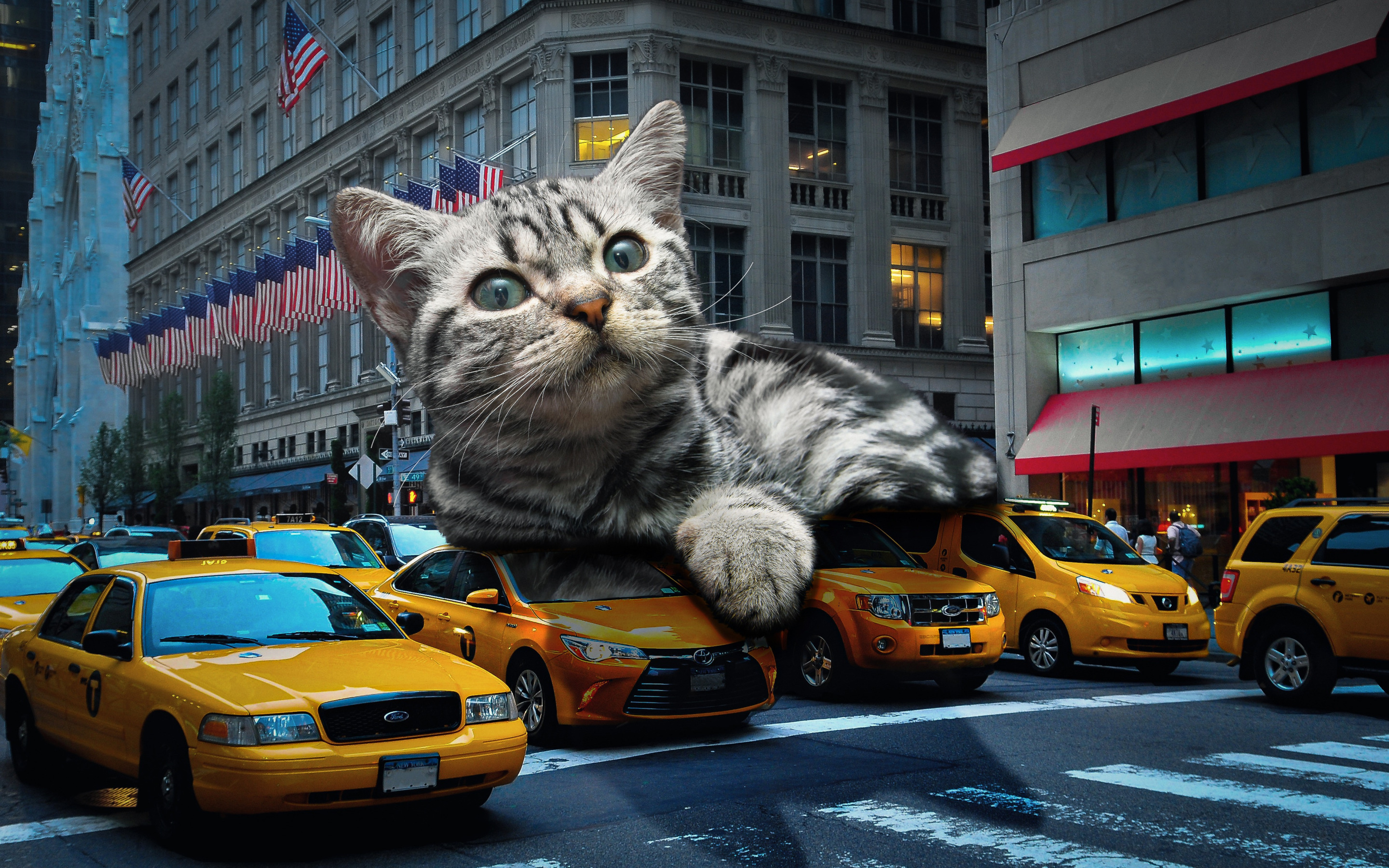 Включи много котика. Крутые коты. Кот в машине. Котик на автомобиле. Кот на тачке.