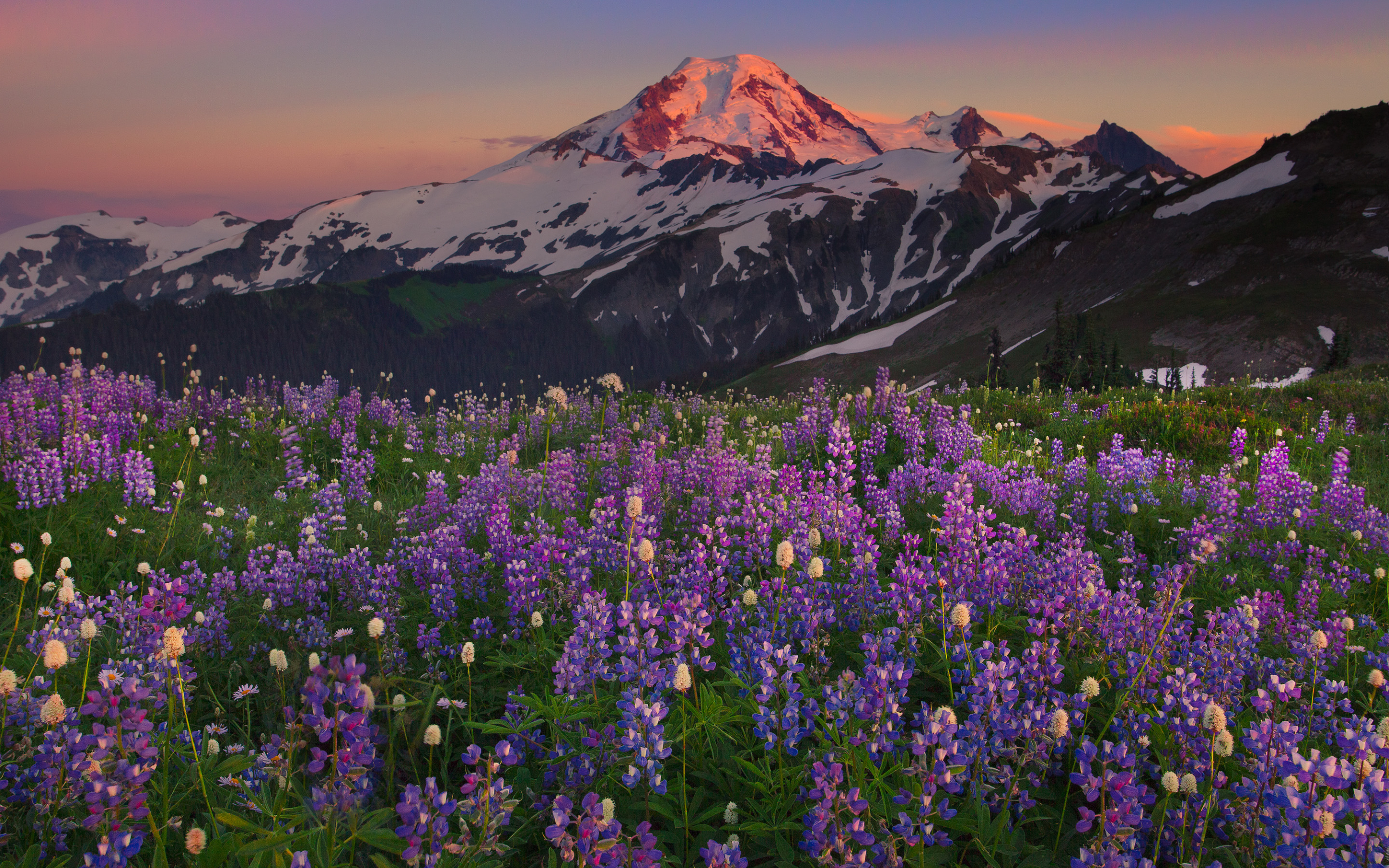 3d mountain flowers. Рододендрон в горах Монти-Сибиллини. Альпийские Луга новая Зеландия. Гора Демерджи Лавандовое поле. Горная Лаванда Архыз.