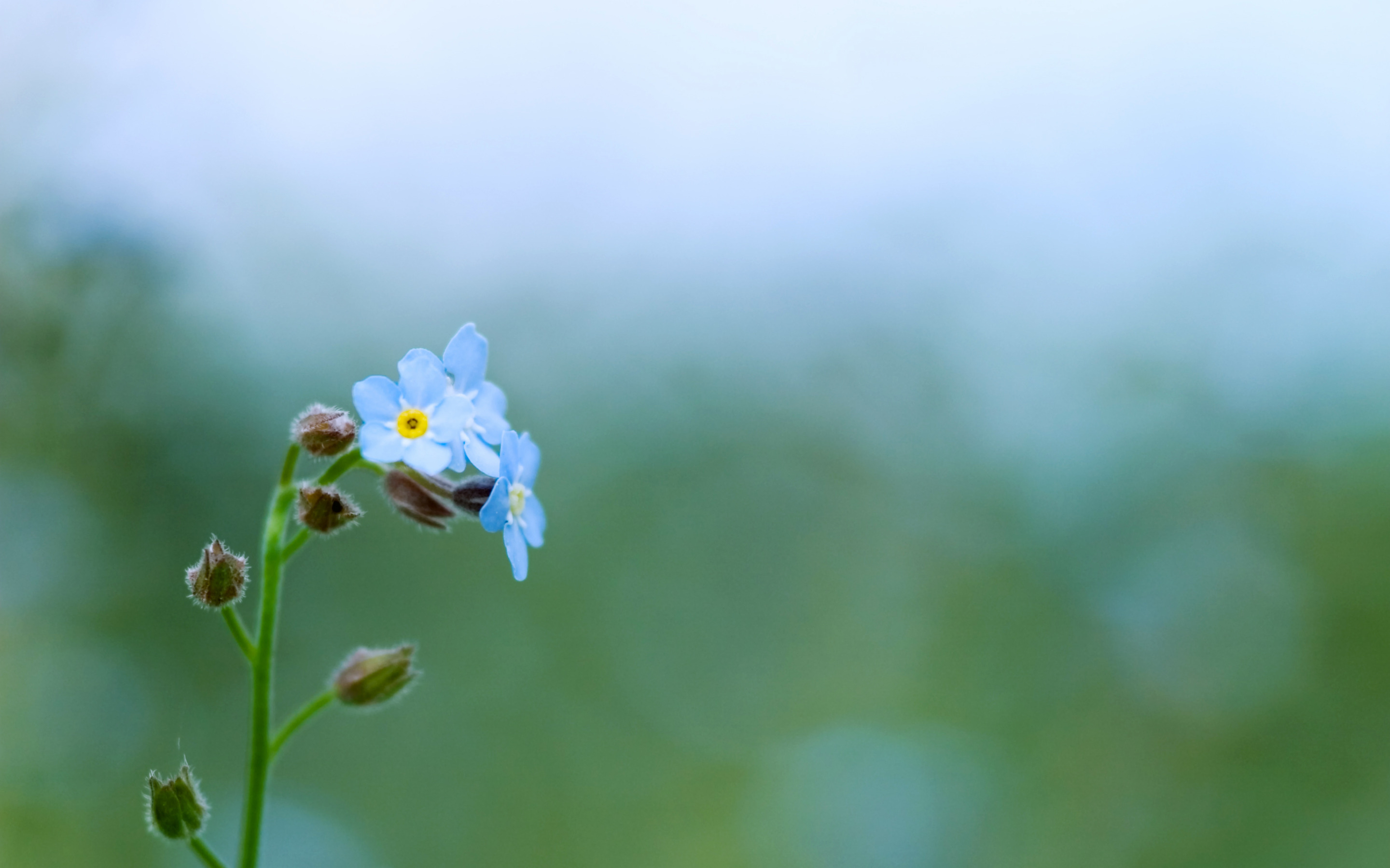 спокойный цветок. спокойный цветок. очень красивый фон для рабочего стола. маленькие цветочки. размытый фон.