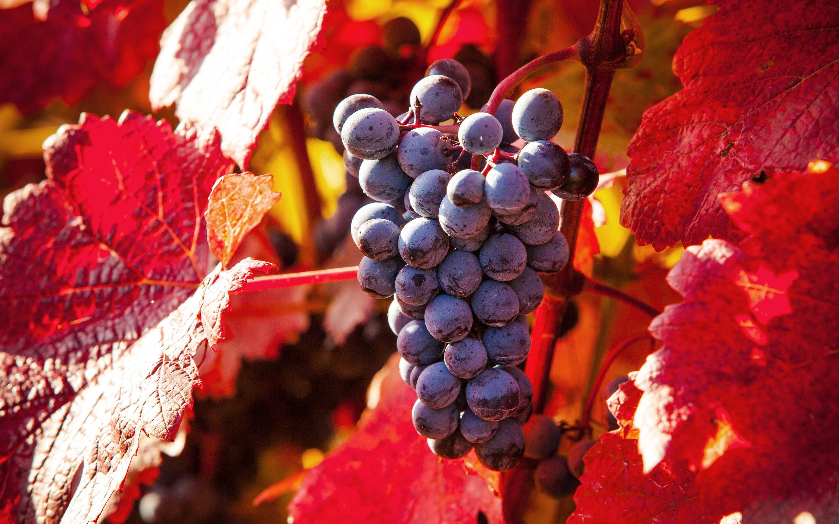 Картинки осень виноград. Лоза красного винограда. Осенний виноград. Красные листья винограда. Виноградники осенью.